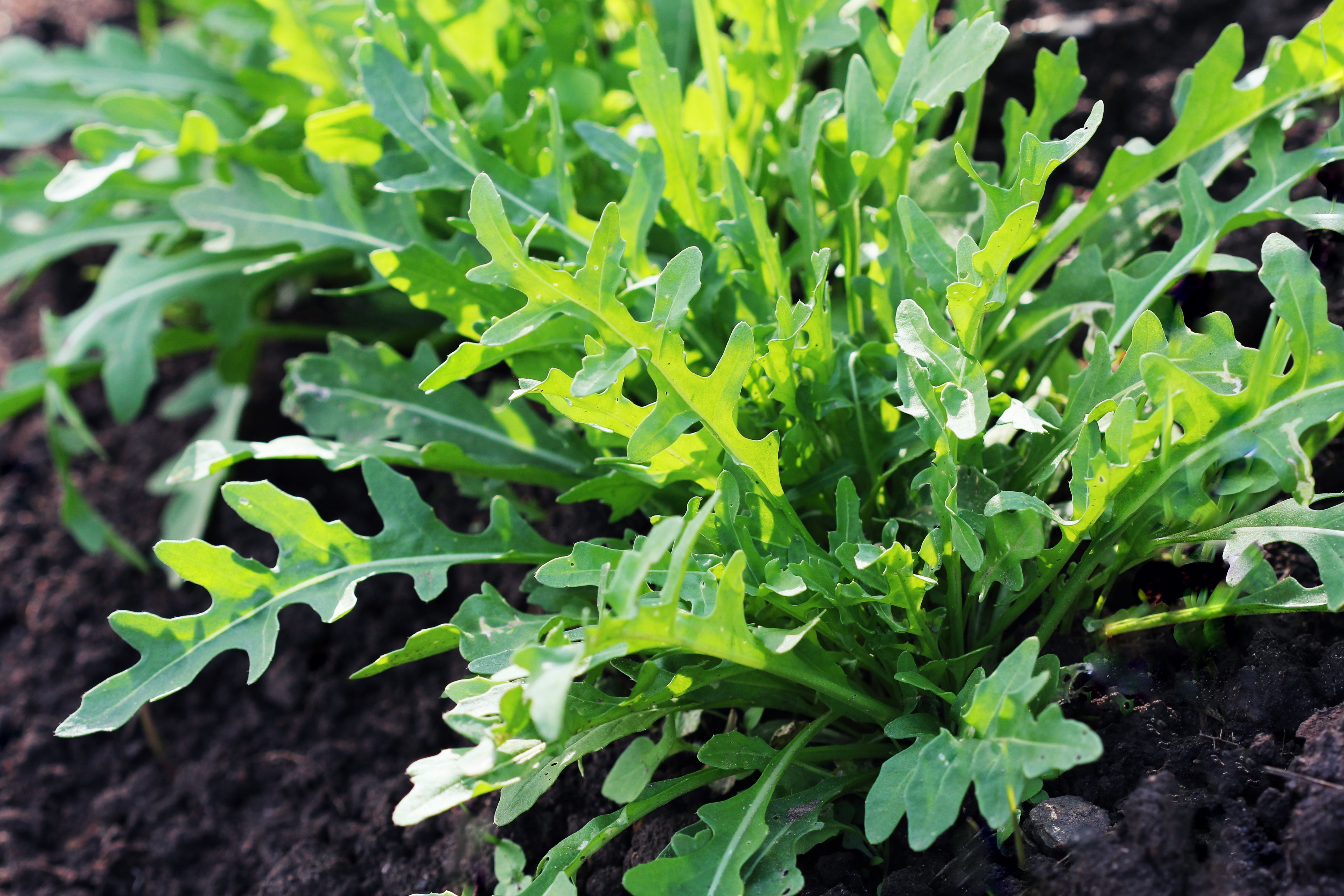 2000 ARUGULA Eruca Vesicaria Sativa Greens Vegetable Seeds