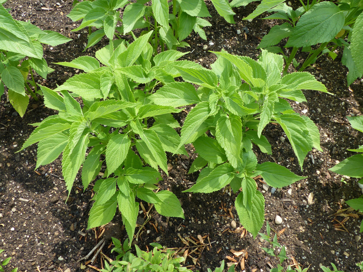 1000 CHIA SAGE / SALVIA Salvia Hispanica Flower Seeds