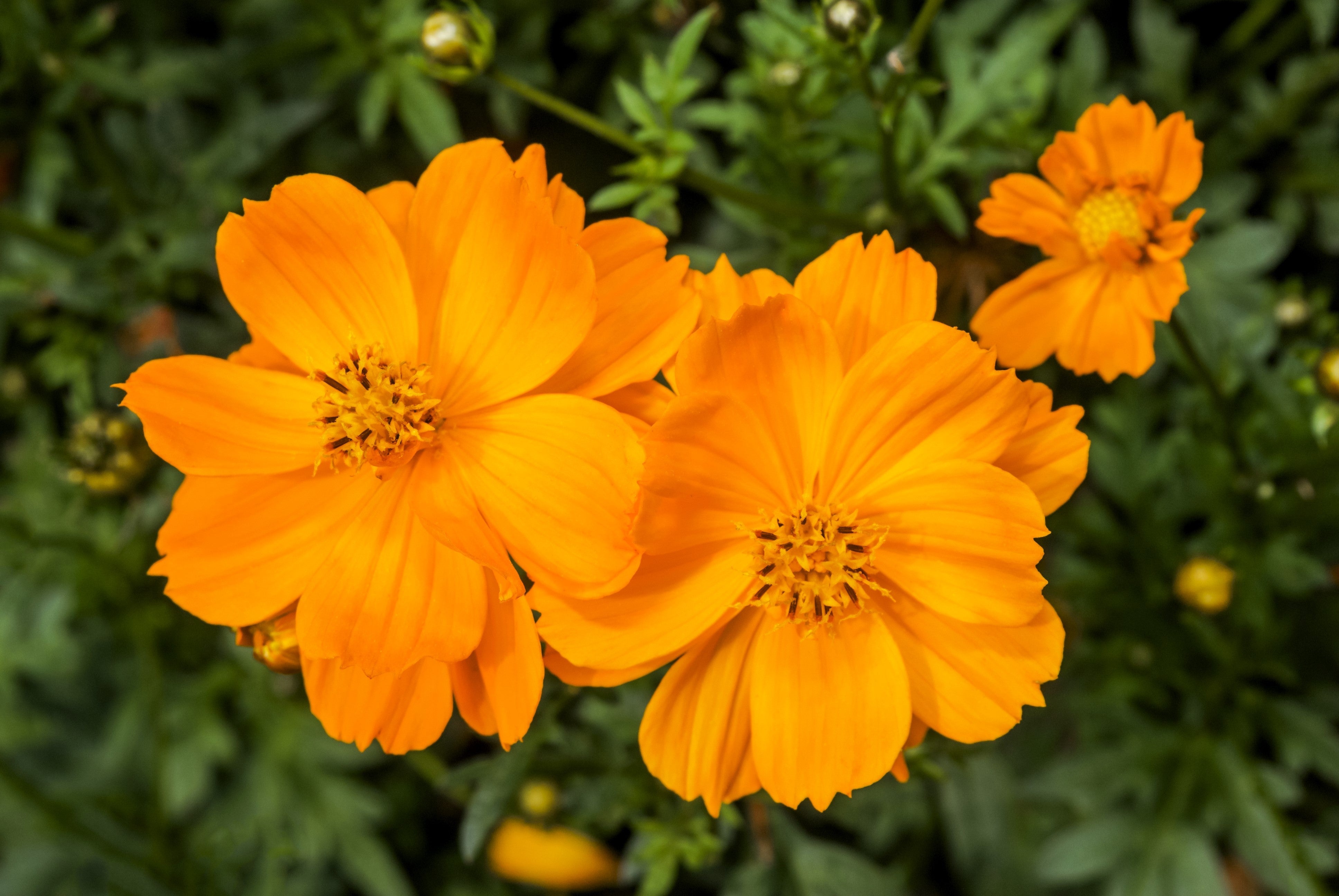 150 ORANGE SULPHUR COSMOS Klondike Sulphureus Seeds
