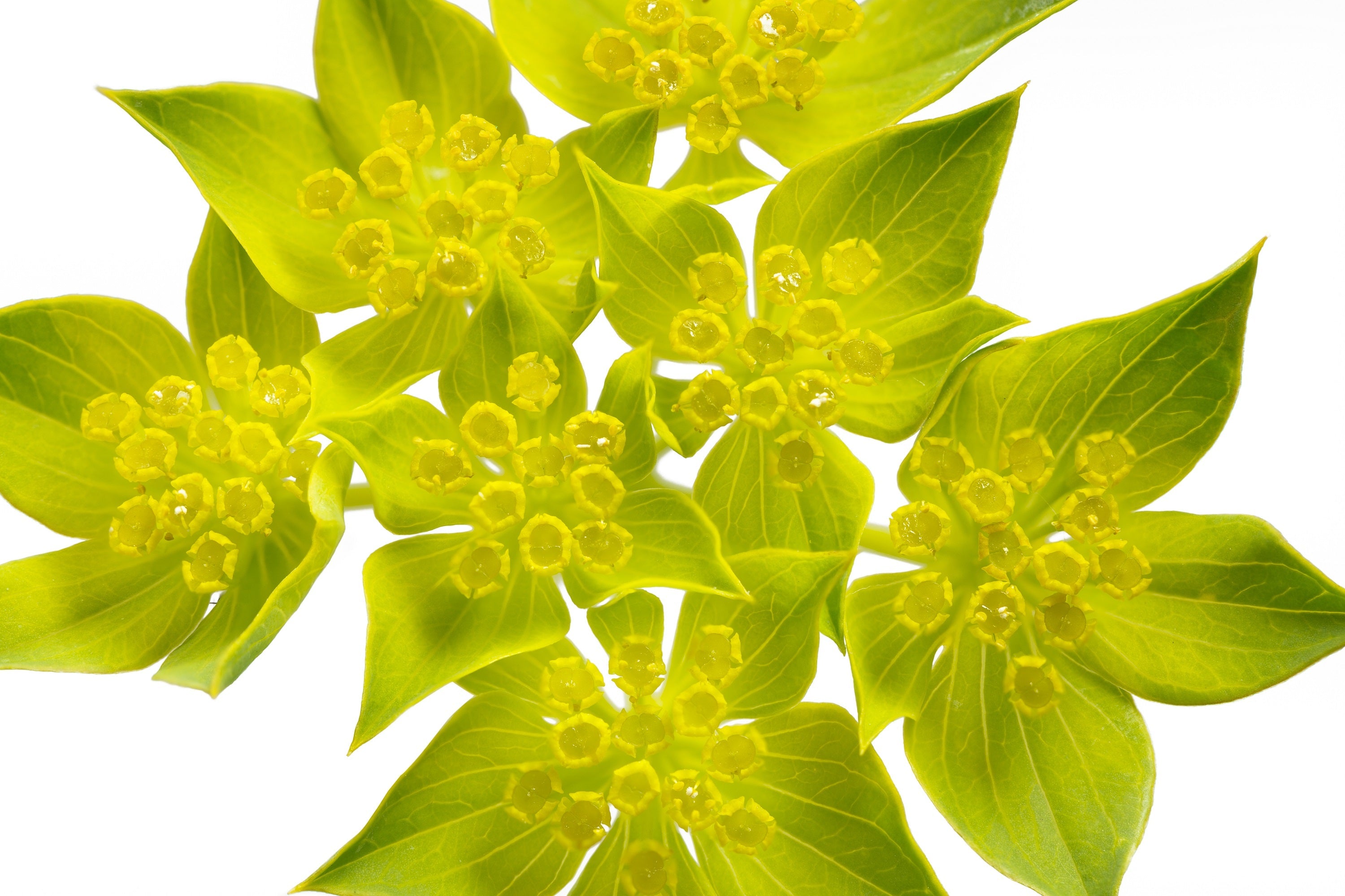 100 GREEN GOLD BUPLEURUM Griffithii Rotundifolium Hares Ear Thoroughwax Flower Seeds