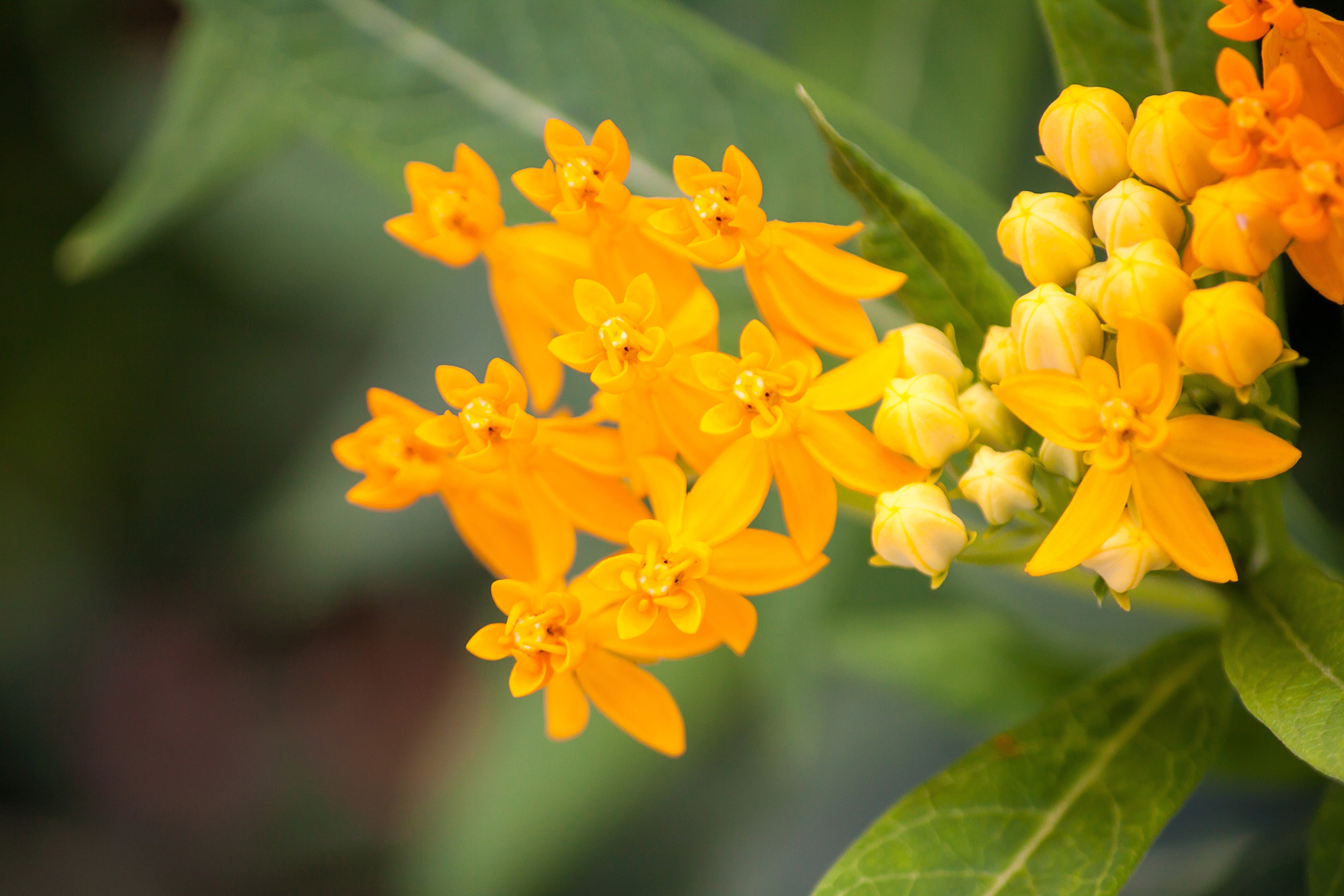 10 SILKY GOLD MILKWEED Butterfly Weed Asclepias Curassavica Monarch Flower Seeds