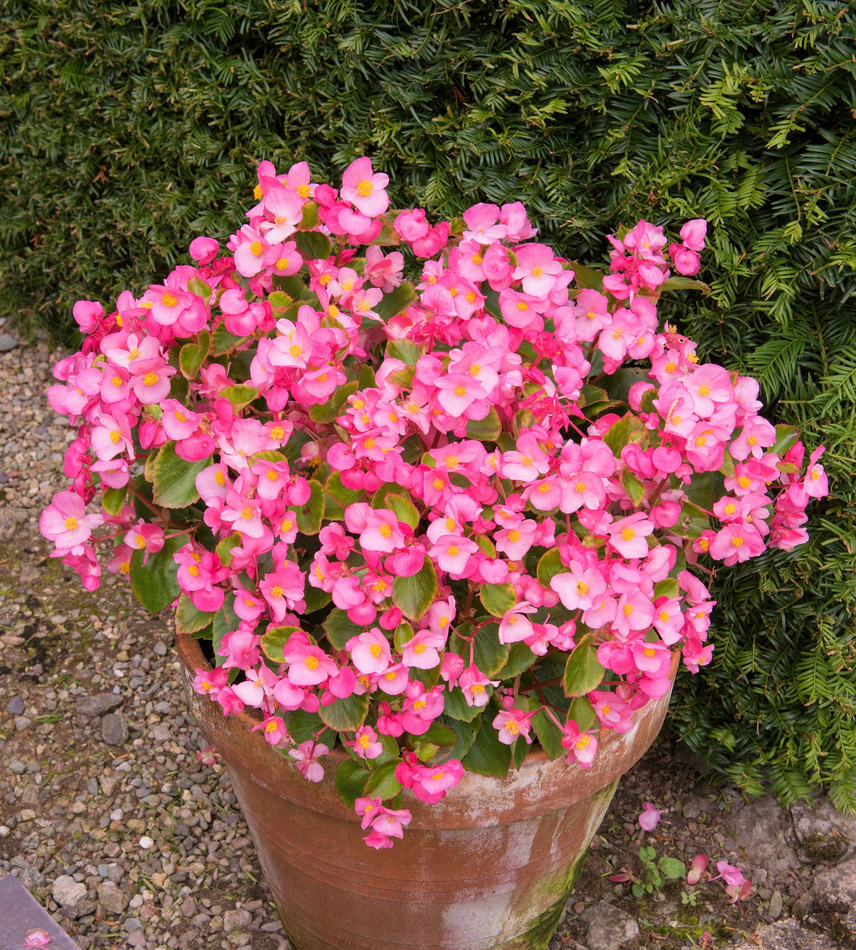 25 Rose PINK WAX BEGONIA Semperflorens Fibrous Shade Flower Seeds