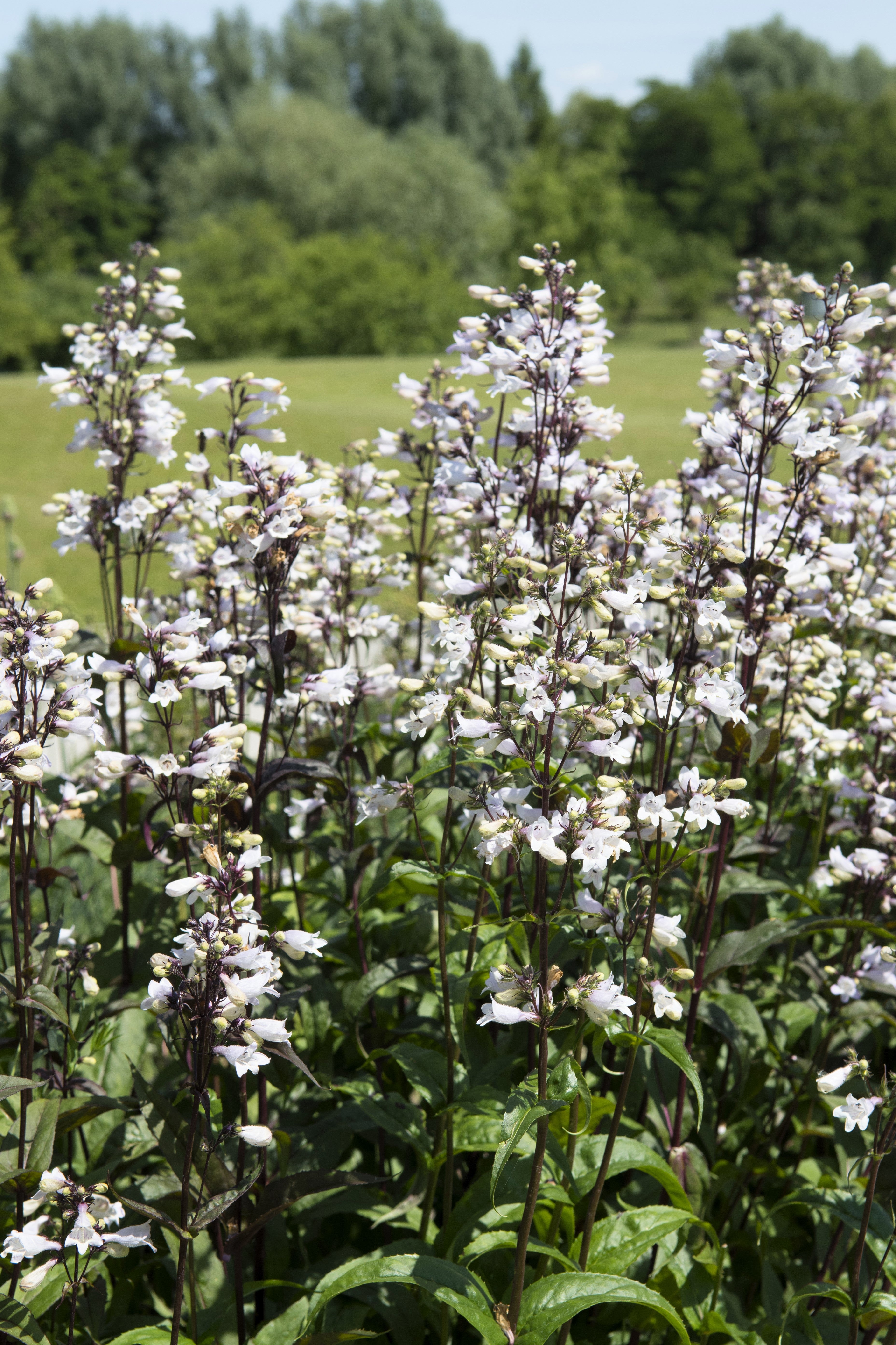 25 HUSKER RED PENSTEMON Digitalis Foxglove Beardtongue White Flower Seeds