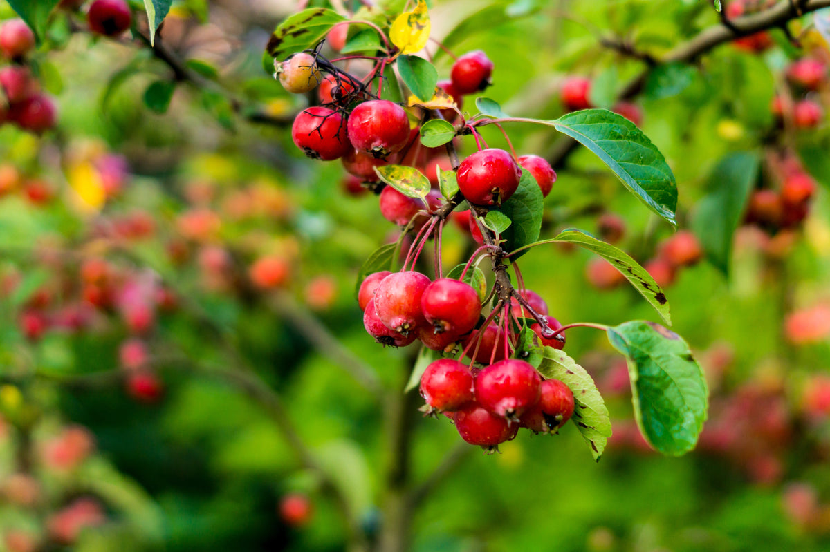 30 Sargent CRAB APPLE Shrub Hummingbird Flower White Red Malus Sargentii Seeds