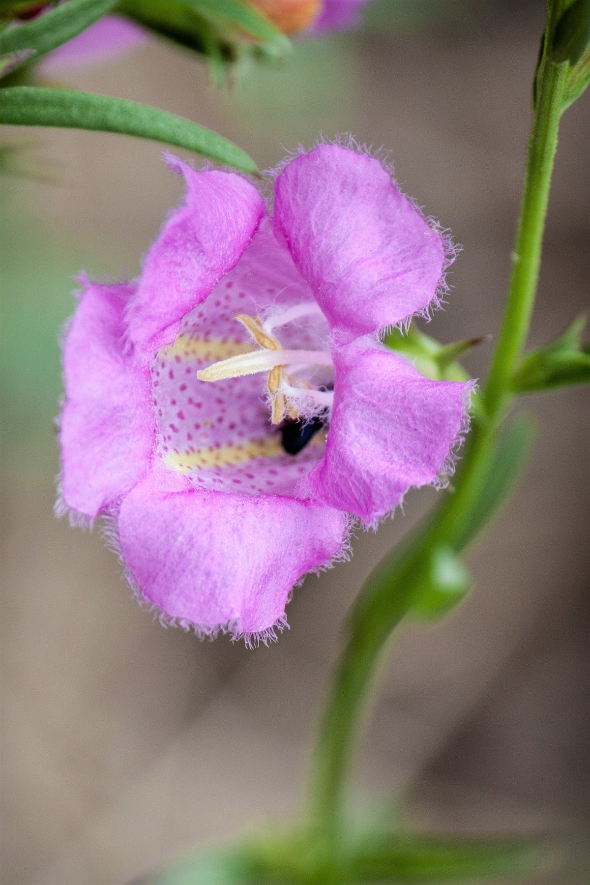 100 FALSE PURPLE FOXGLOVE Rose Gerardia Wetland Agalinis Purpurea Flower Seeds