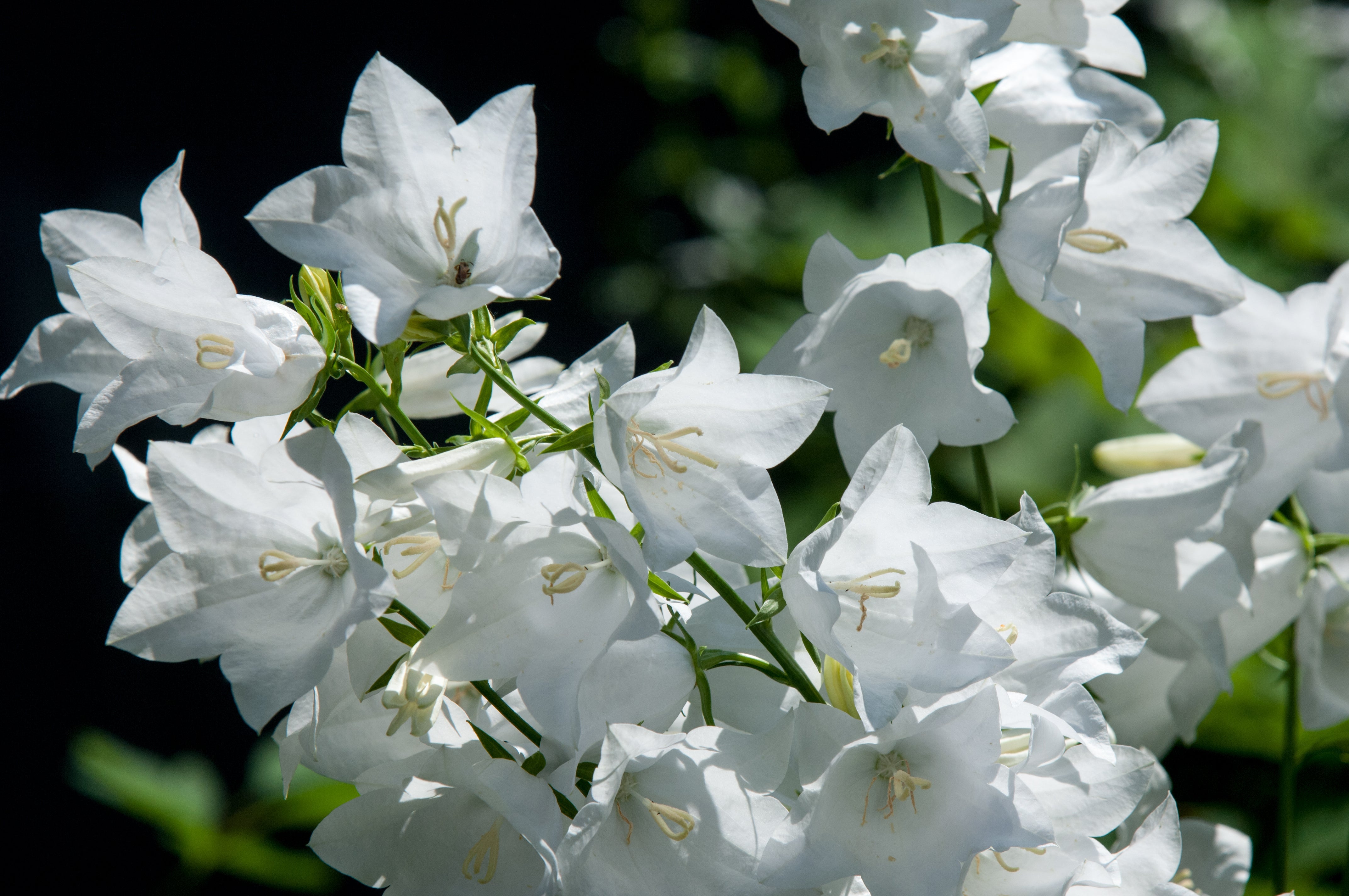 500 White PEACH LEAVED BELLFLOWER Campanula Persicifolia Flower Seeds