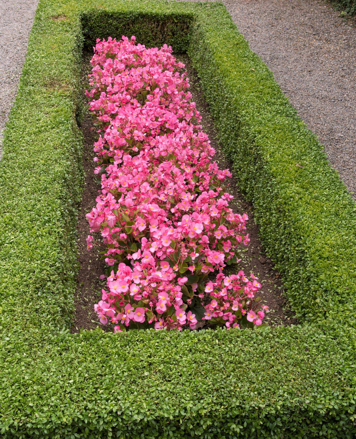 25 Rose PINK WAX BEGONIA Semperflorens Fibrous Shade Flower Seeds