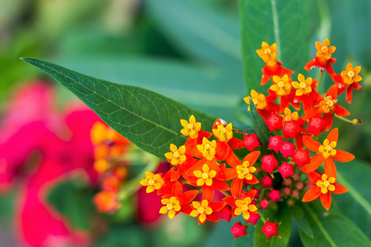 100 SUNSET MILKWEED Asclepias Curassavica Scarlet Blood Flower Red Orange Butterfly Weed Seeds