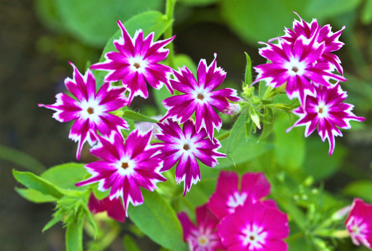 100 TWINKLE DWARF PHLOX Drummondii Cuspidata var. Stellaris Star Mix Two Tone Mixed Colors Pink Purple Red White Flower Seeds