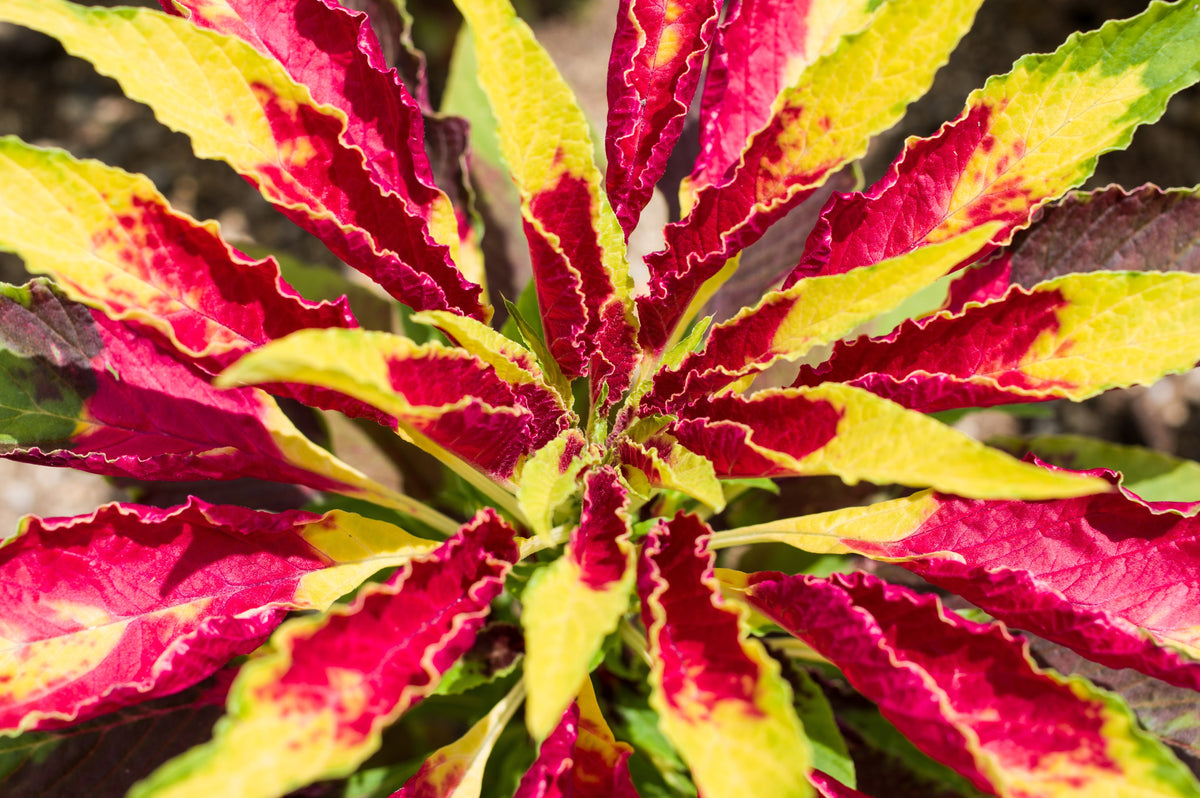 150 TRICOLOR AMARANTHUS PERFECTA Summer Poinsettia Amaranth Flower Seeds
