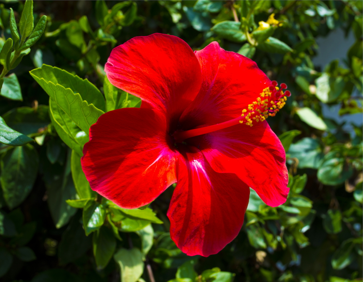 10 Luna RED HARDY HIBISCUS Hibiscus Moscheutos Balhibred Flower Seeds