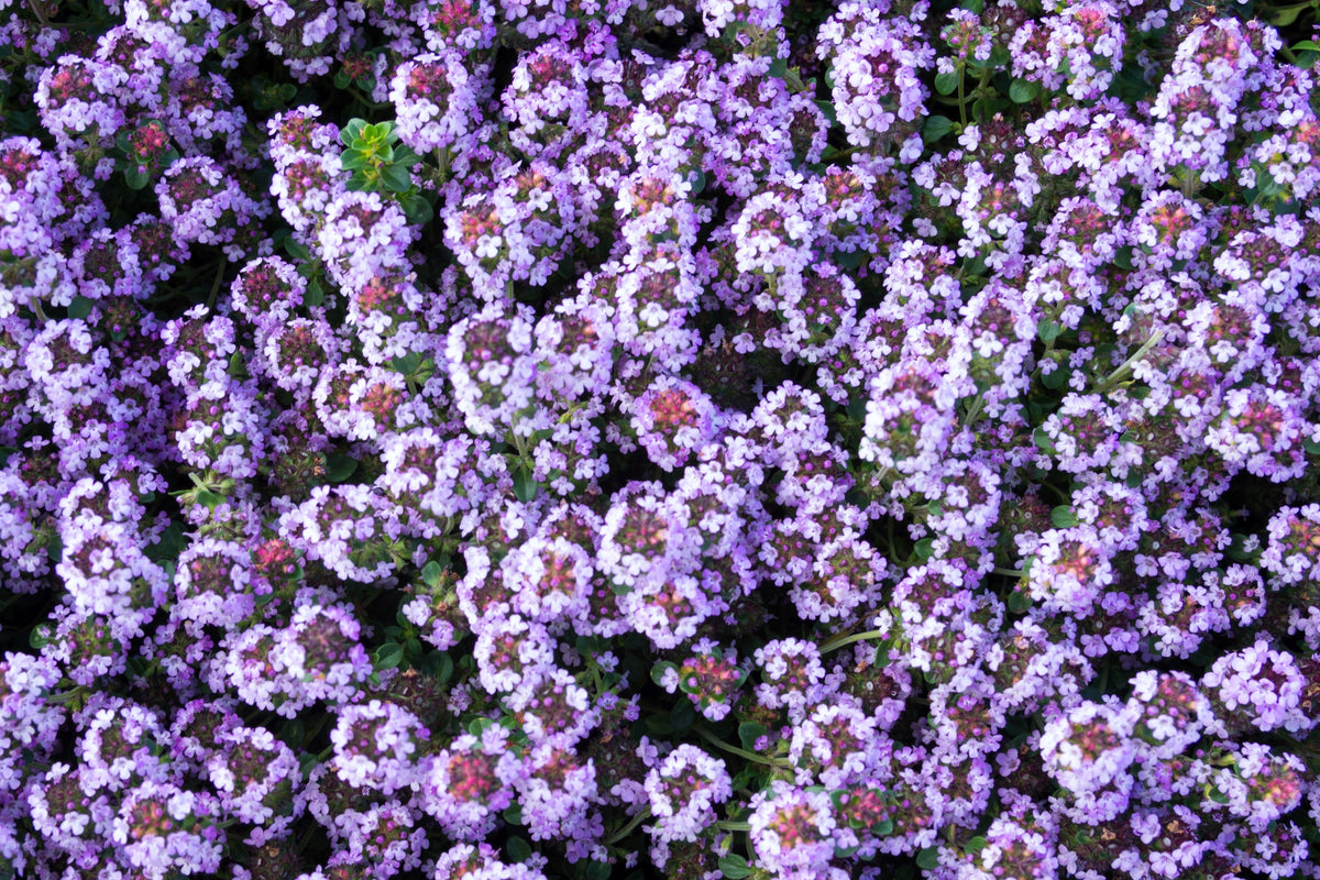 1000 Common GARDEN THYME English, German, French, or Winter Thymus Vulgaris Herb Flower Seeds