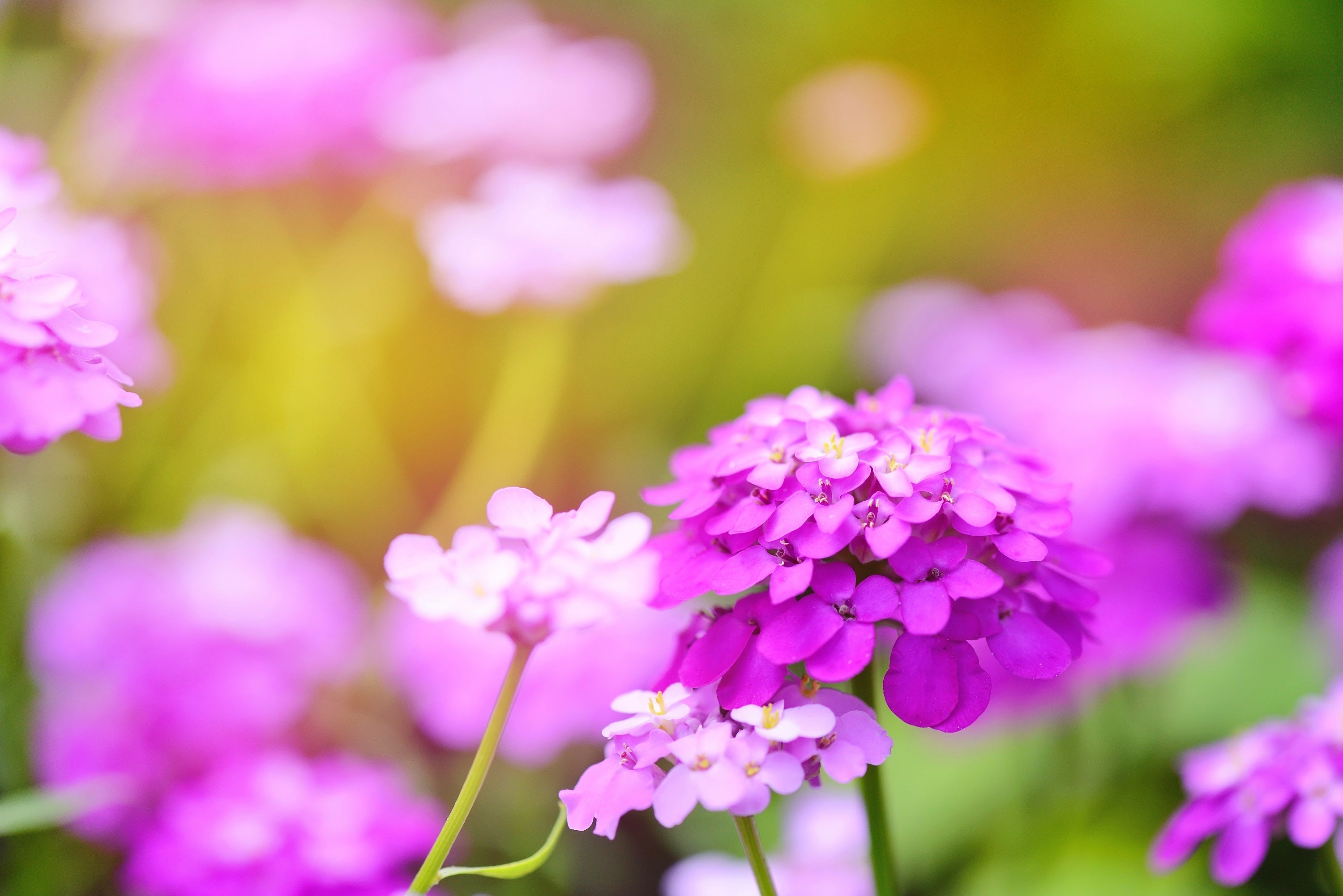 1000 ROSE CARDINAL CANDYTUFT Iberis Umbellata Flower Seeds