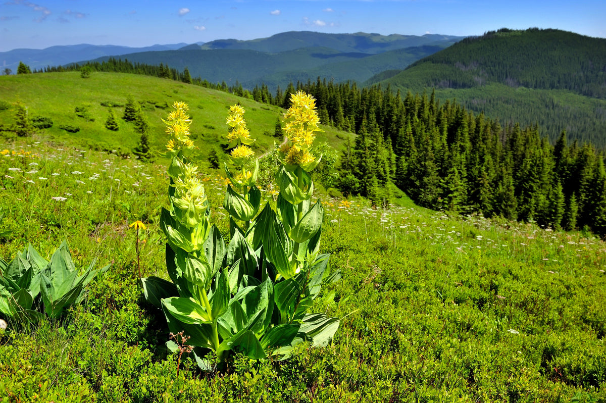 30 GREAT YELLOW GENTIAN Gentiana Lutea Herb Flower Seeds