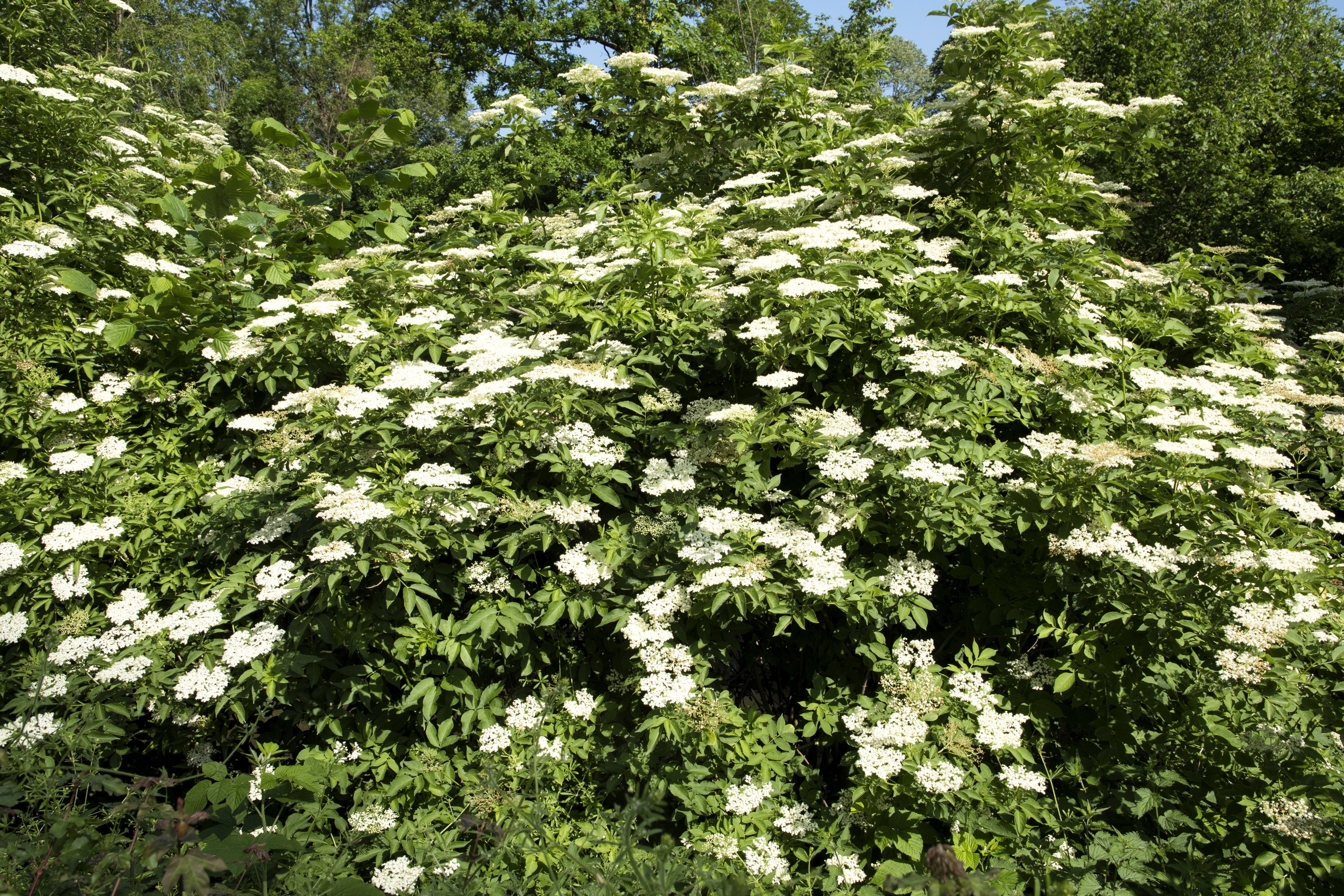 500 BULK American ELDERBERRY Fruit Bush Shrub Tree Sambucus Nigra Canadensis Seeds