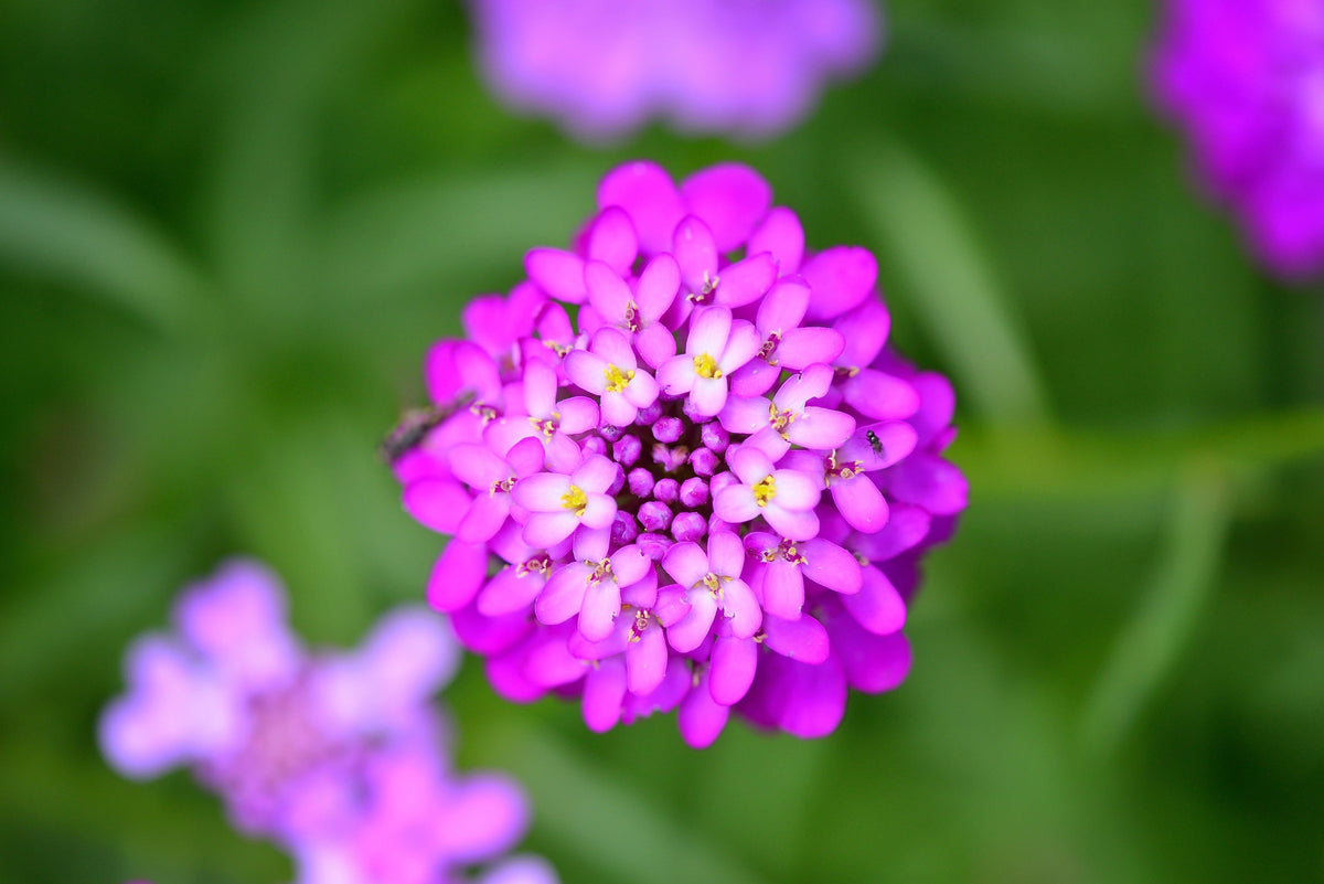 2000 Fairy DWARF MIX CANDYTUFT Iberis Umbellata Flower Seeds