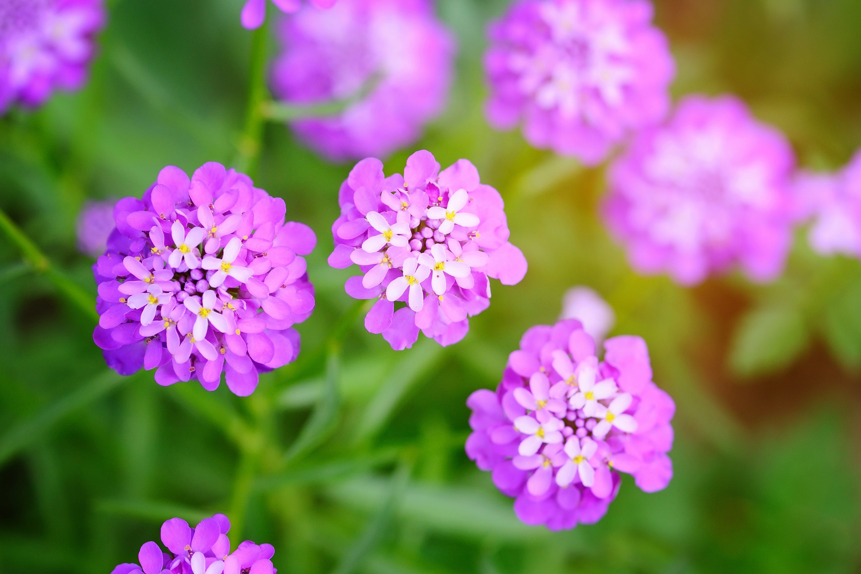 1000 ROSE CARDINAL CANDYTUFT Iberis Umbellata Flower Seeds