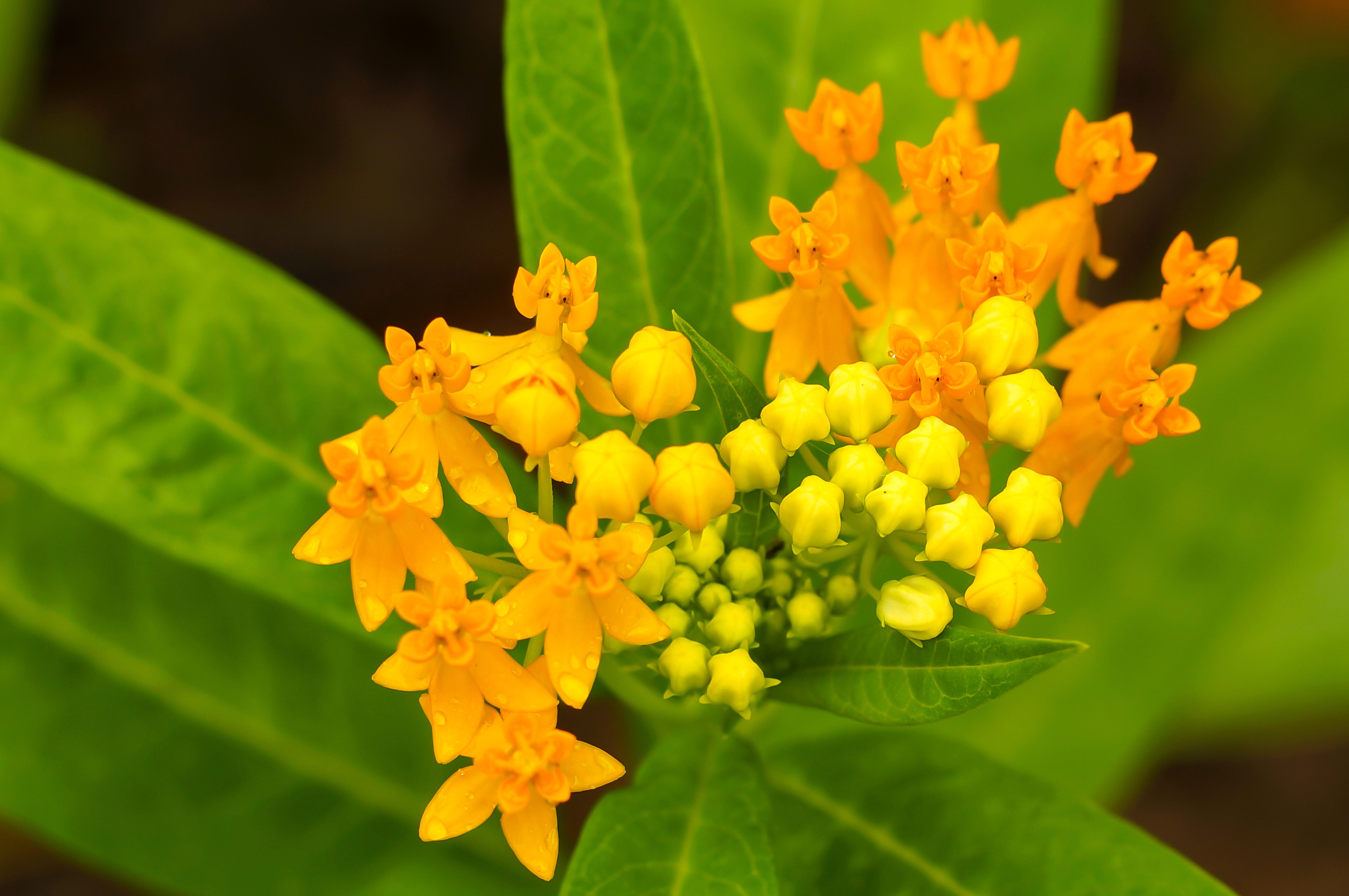 10 SILKY GOLD MILKWEED Butterfly Weed Asclepias Curassavica Monarch Flower Seeds