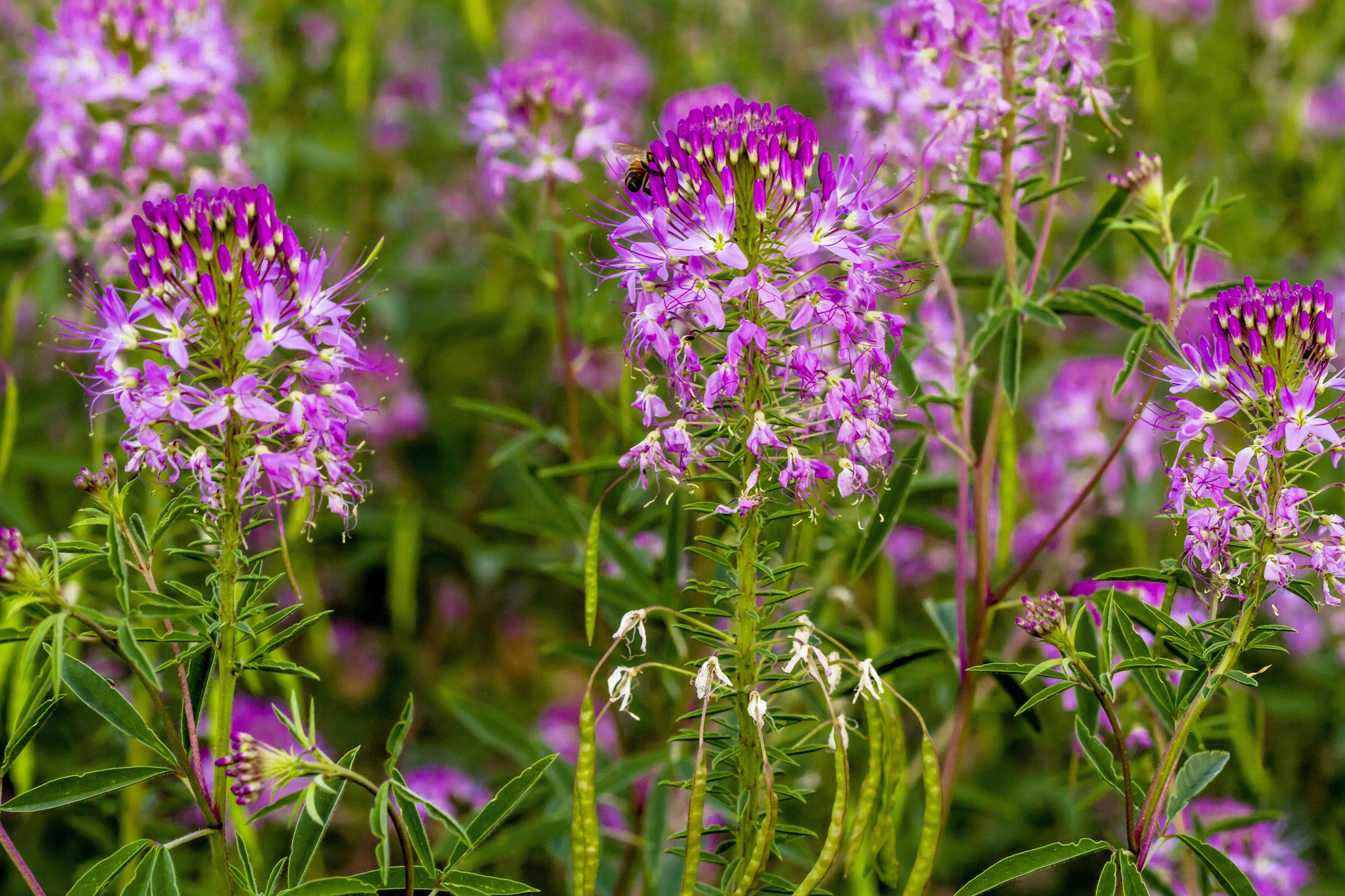 100 Rocky Mountain BEE PLANT Cleome Serrulata Flower Seeds