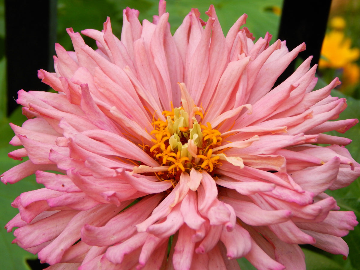 300 Burpeeana Giant Mix CACTUS FLOWERED ZINNIA Elegans Flower Seeds