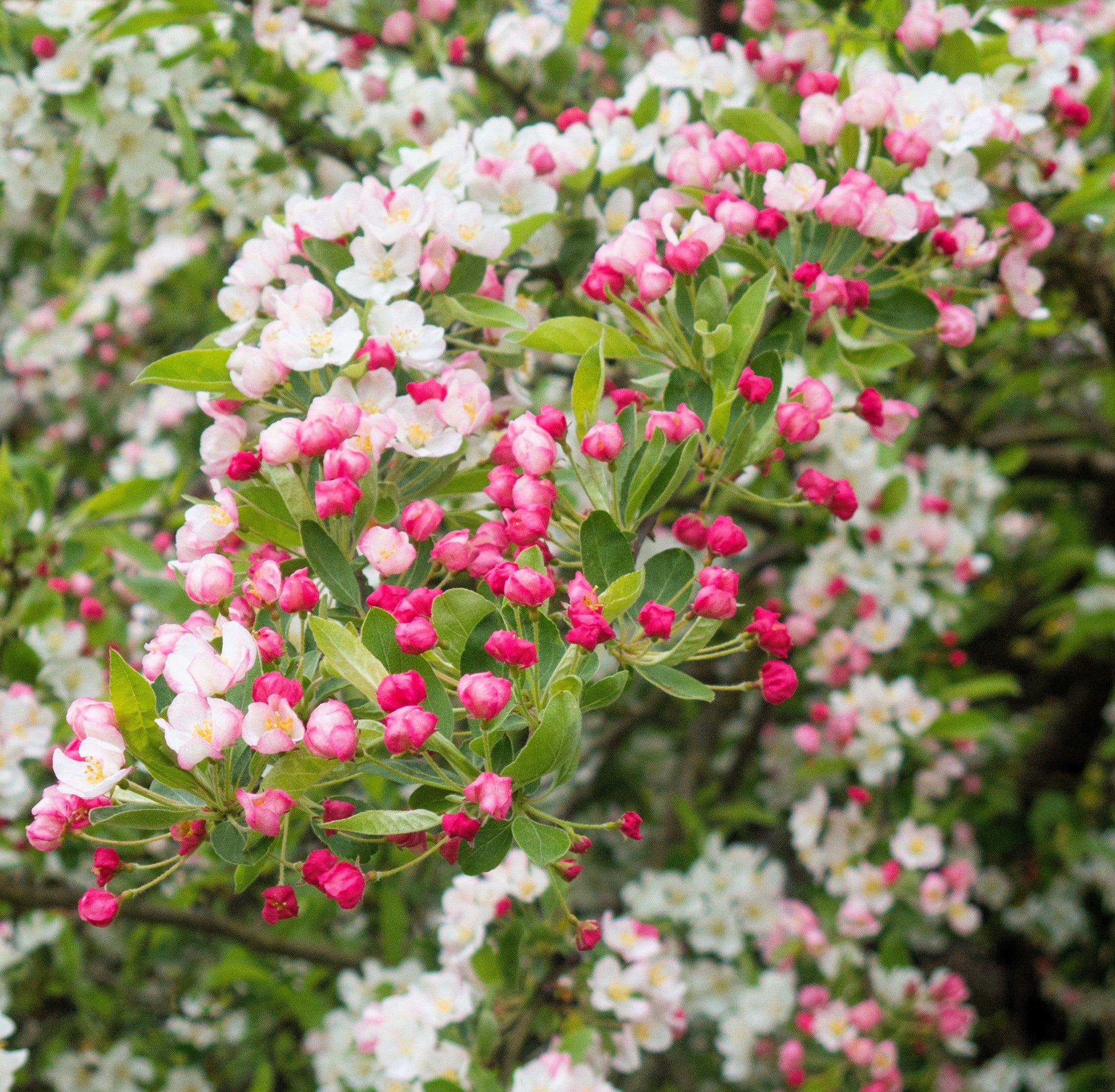 Hummingbird Strub 30 Sargent CRAB APPLE Shrub Hummingbird Flower White Red Malus Sargent ...