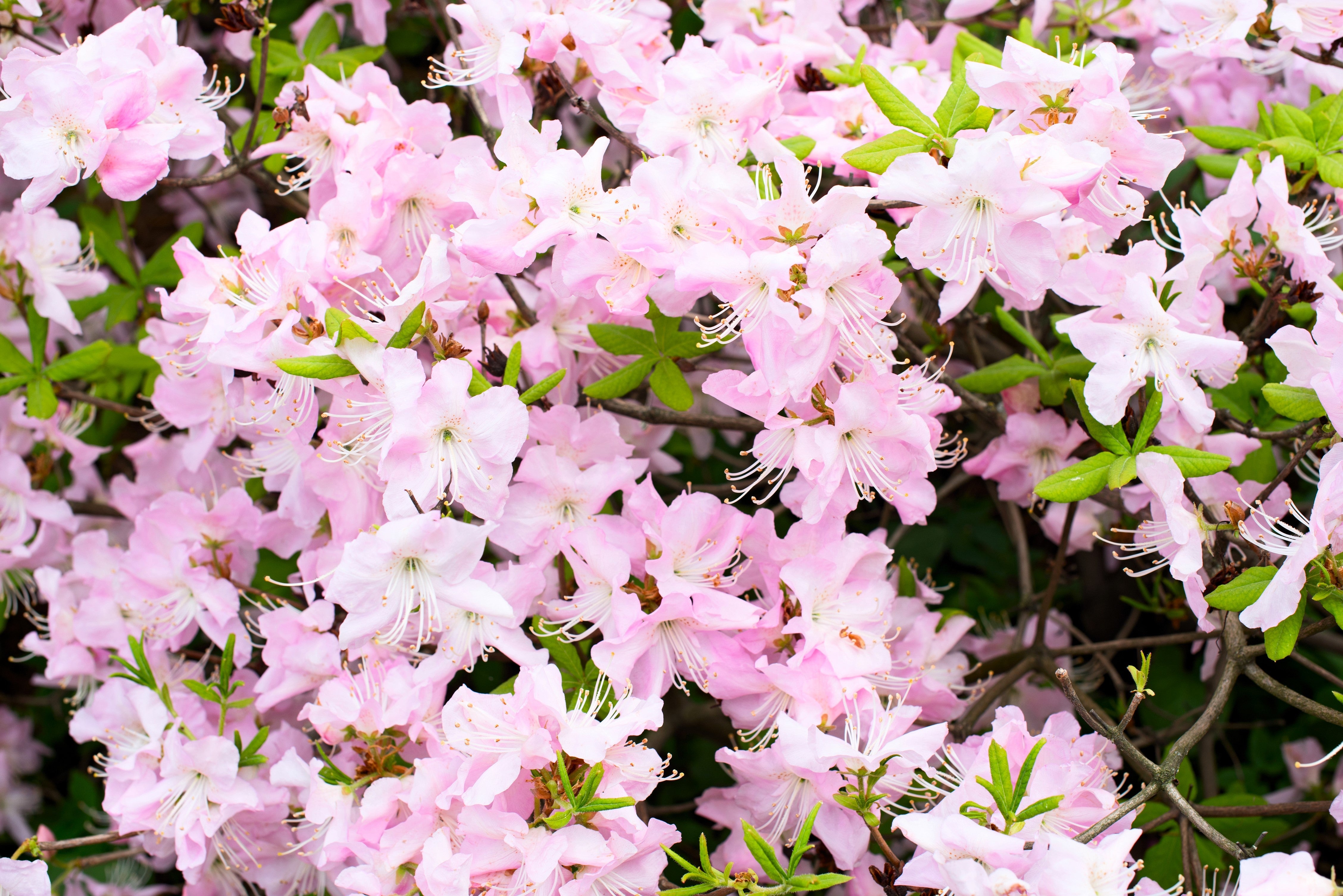 50 PINK ROYAL AZALEA Rhododendron Schlippenbachii Bush Shrub Flower Seeds