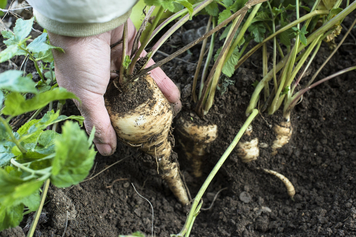 1000 ALL AMERICAN PARSNIP Pastinaca Sativa White Root Vegetable Seeds