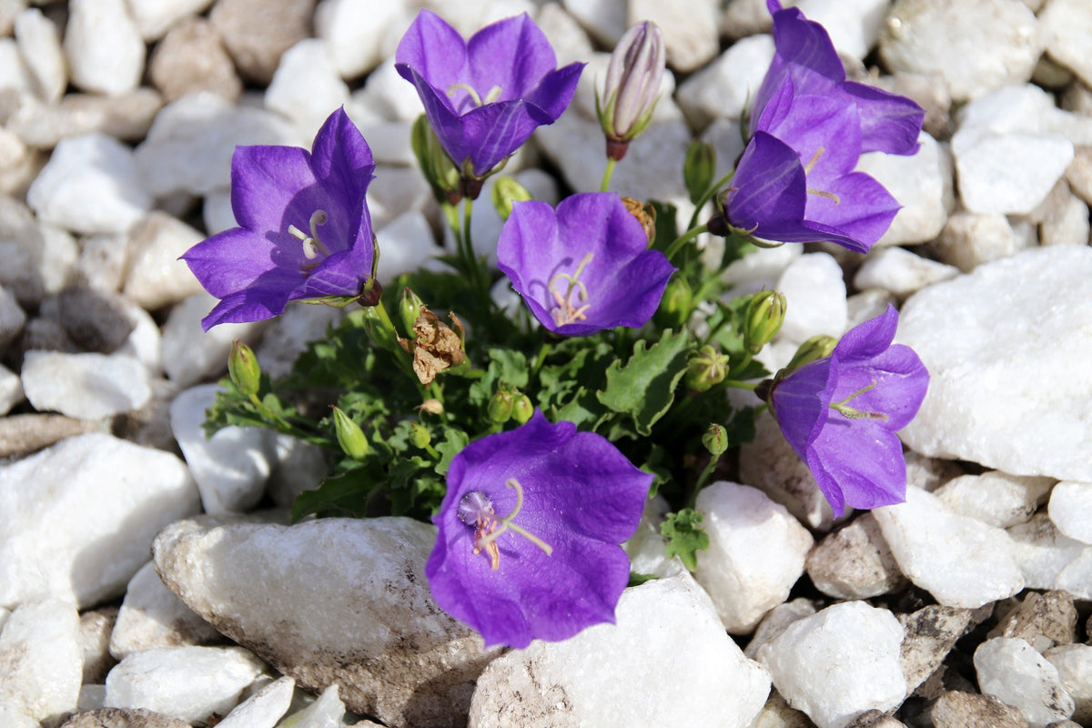 1000 TUSSOCK BELLFLOWER (Carpathian Bellflower) Campanula Carpatica Flower Seeds