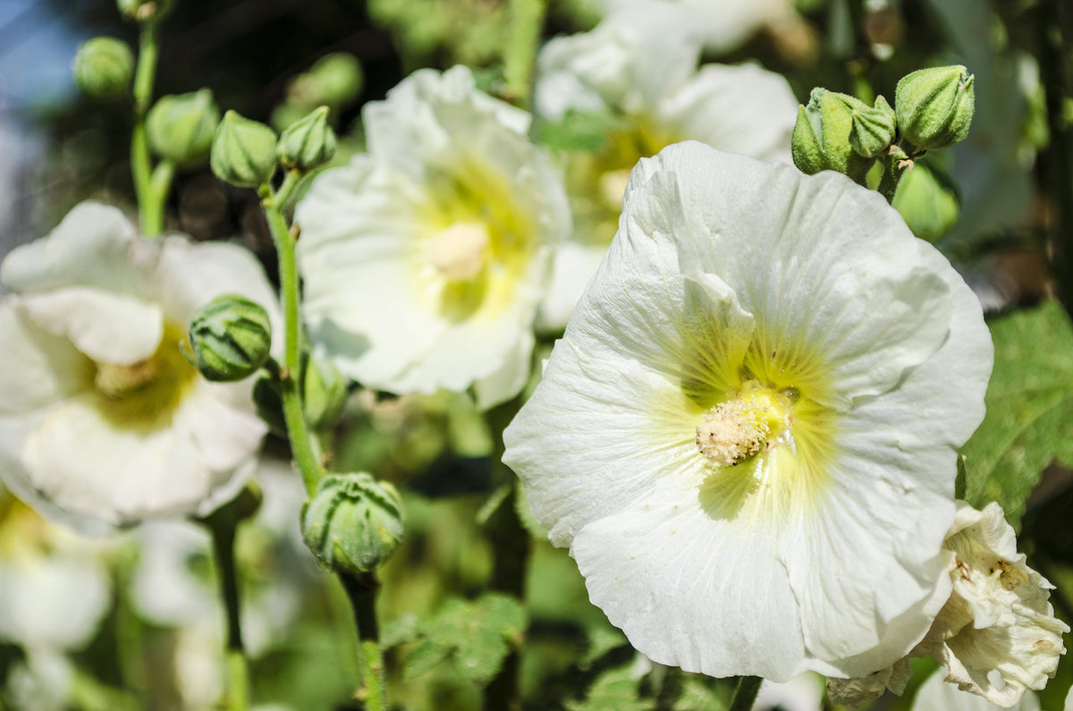 25 WHITE HOLLYHOCK Alcea Rosea Flower Seeds Perennial