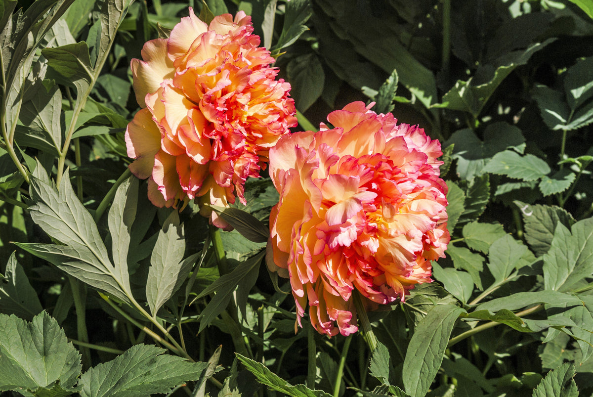 10 TREE PEONY Mountain Paeony Paeonia Suffruticosa Arborea Mixed Colors Red Pink White Purple Yellow Bicolor Flower Shrub Seeds