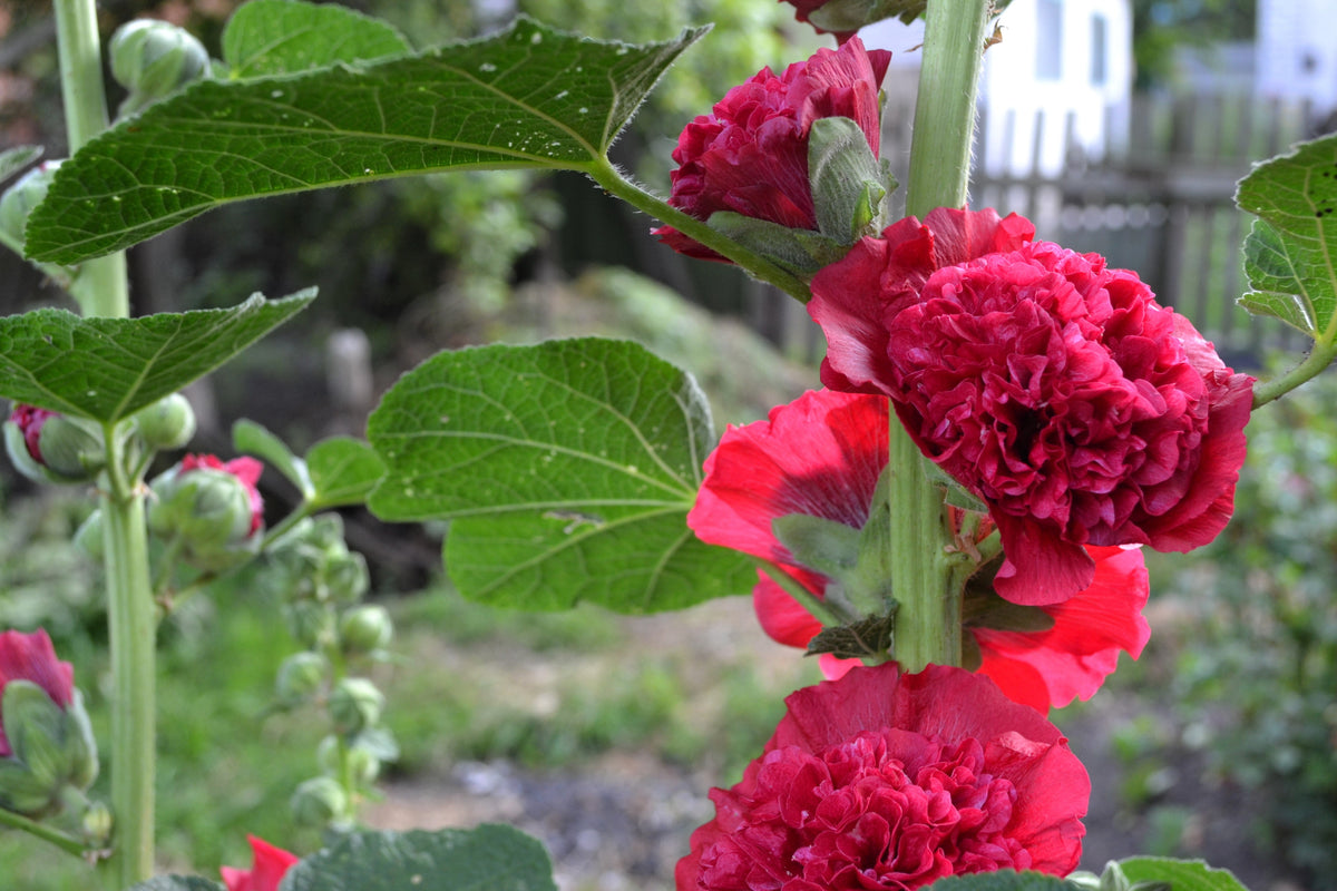 25 SCARLET DOUBLE Red HOLLYHOCK Alcea Rosea Flower Seeds Perennial