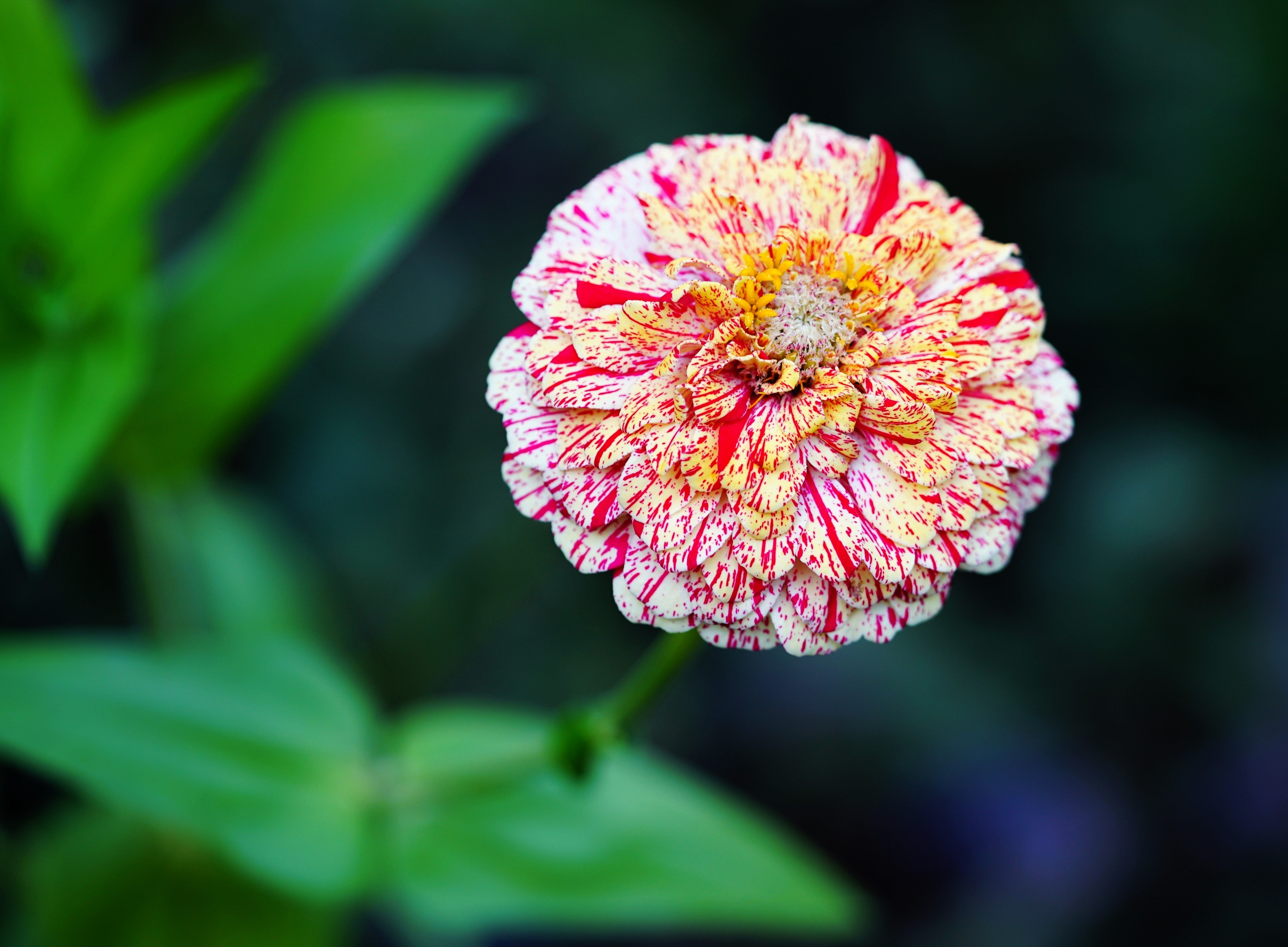 150 CANDY STRIPE ZINNIA Mix Elegans Flower Seeds Mixed Colors with Red Stripes