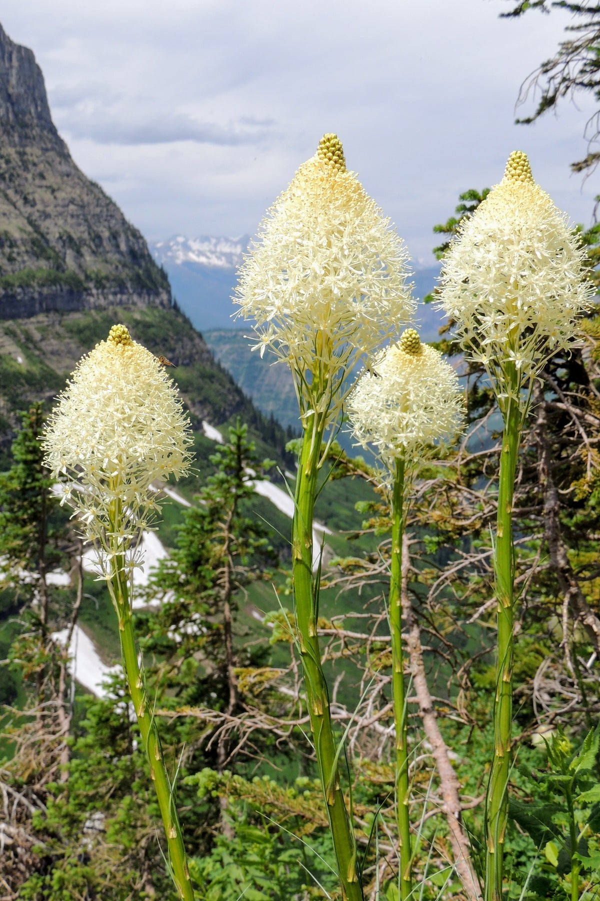 100 BEAR GRASS aka Bear LILY Beargrass Ornamental Xerophyllum Tenax Flower Seeds