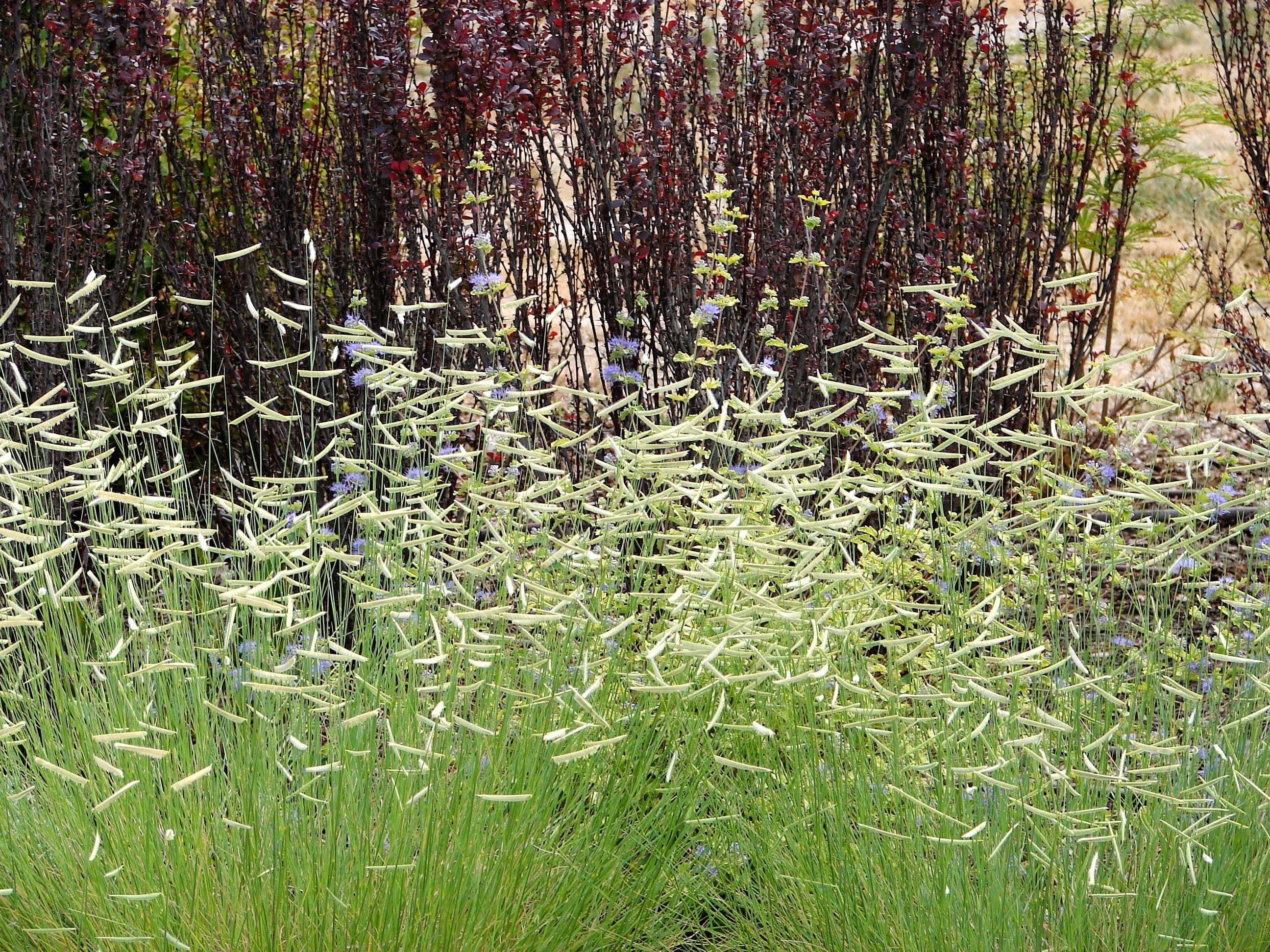 1000 BLUE GRAMA GRASS Gramma Bouteloua Gracilis Flower Mosquito Grass Seeds