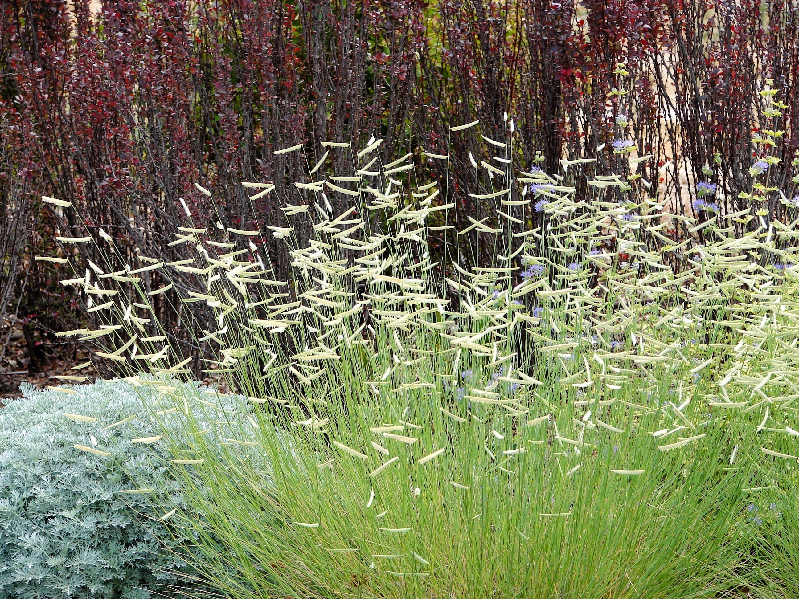 1000 BLUE GRAMA GRASS Gramma Bouteloua Gracilis Flower Mosquito Grass Seeds