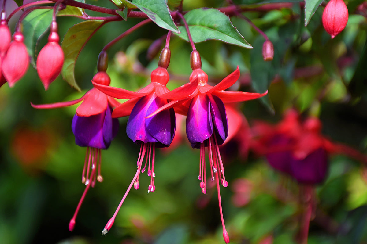 20 HARDY FUCHSIA Magellanica Pink Purple Hummingbird Flower Shrub Seeds