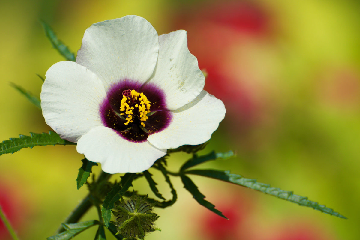 10 SIMPLY LOVE HIBISCUS (Flower of the Hour / Baldder Hibiscus) Hibiscus Trionum Flower Seeds