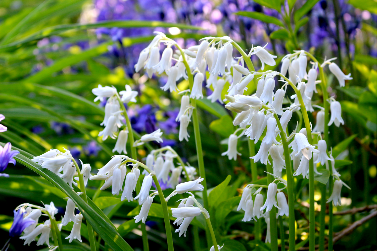 10 WOOD HYACINTH Mixed Colors English Woodland Spanish Bluebell Scilla Campanulata Hyacinthoides Hispanica Pink Purple White Flower Seeds