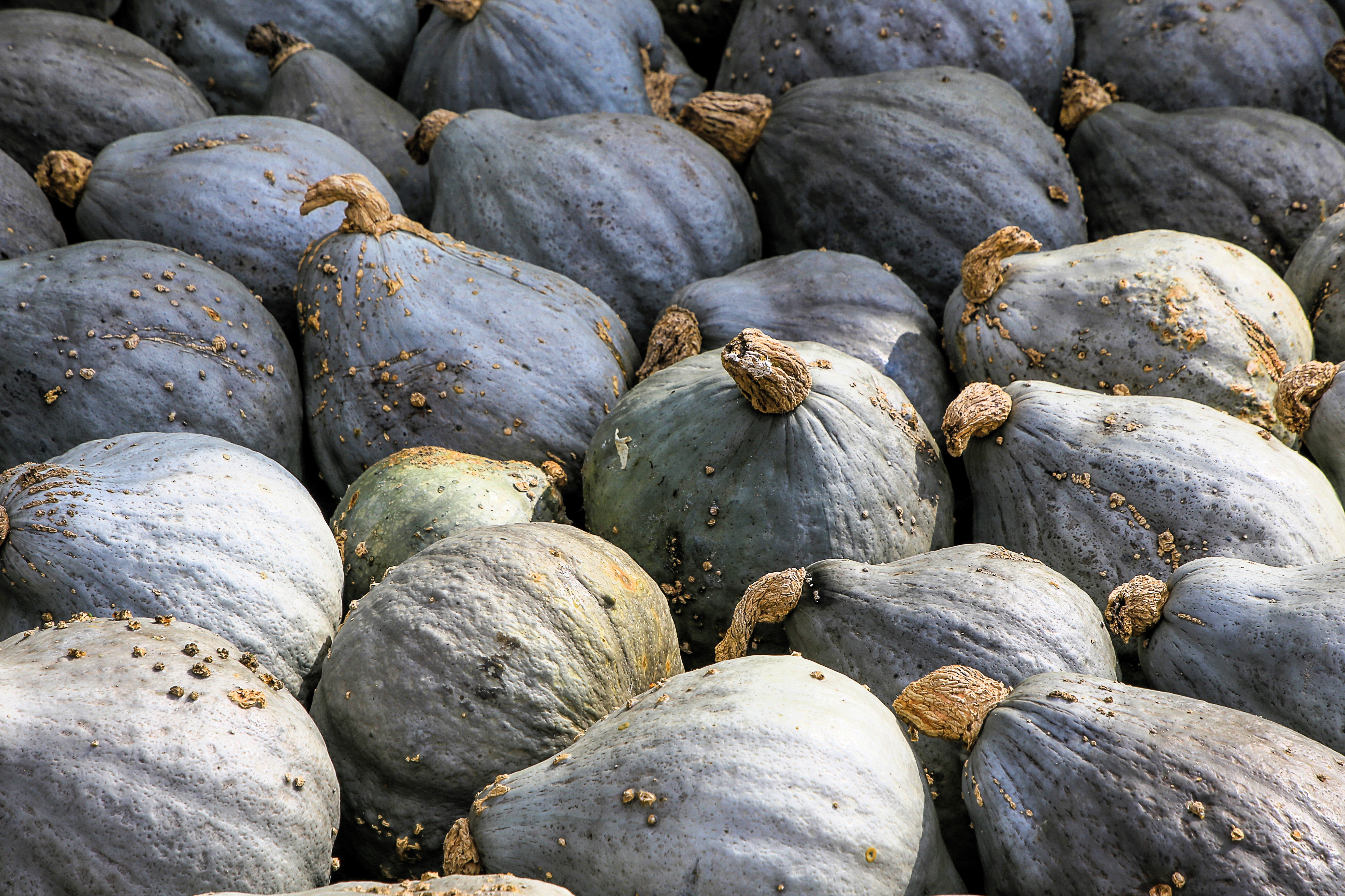 30 BLUE HUBBARD SQUASH New England Buttercup Cucurbita Pepo Vegetable Seeds