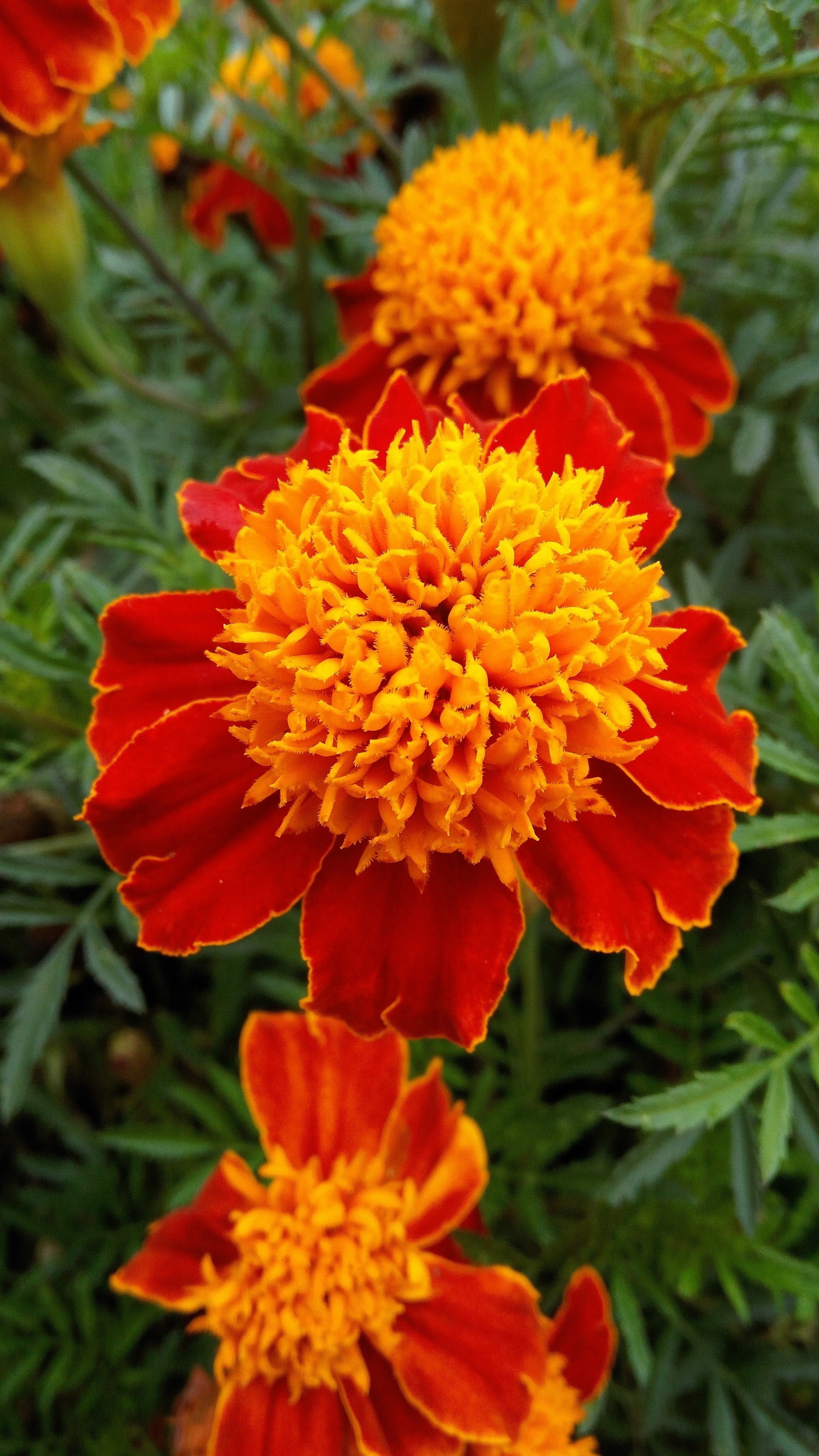 250 DWARF DOUBLE MARIGOLD ' Orange Flame ' Tagetes Patula French Red Flower Seeds