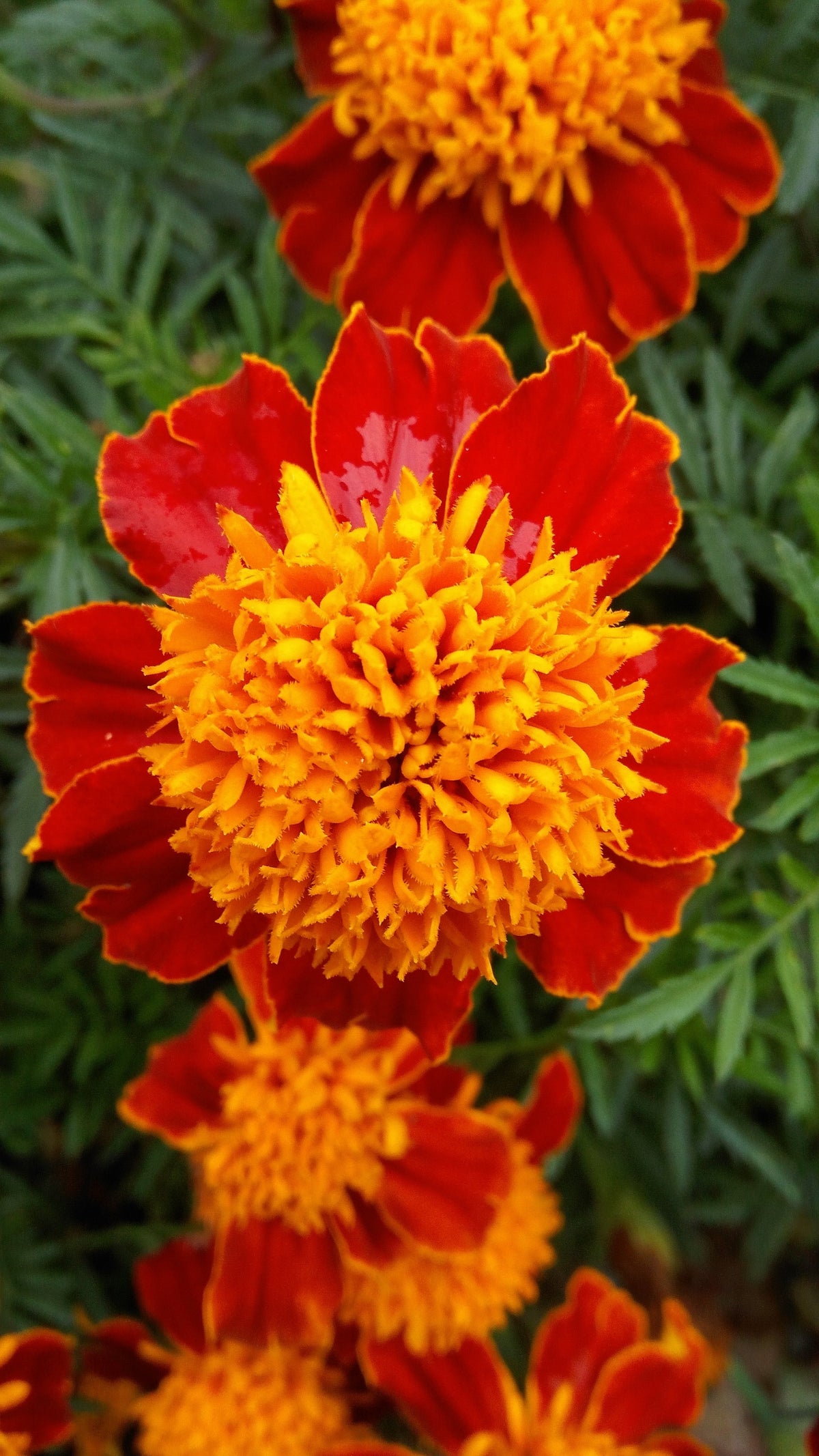 250 DWARF DOUBLE MARIGOLD ' Orange Flame ' Tagetes Patula French Red Flower Seeds