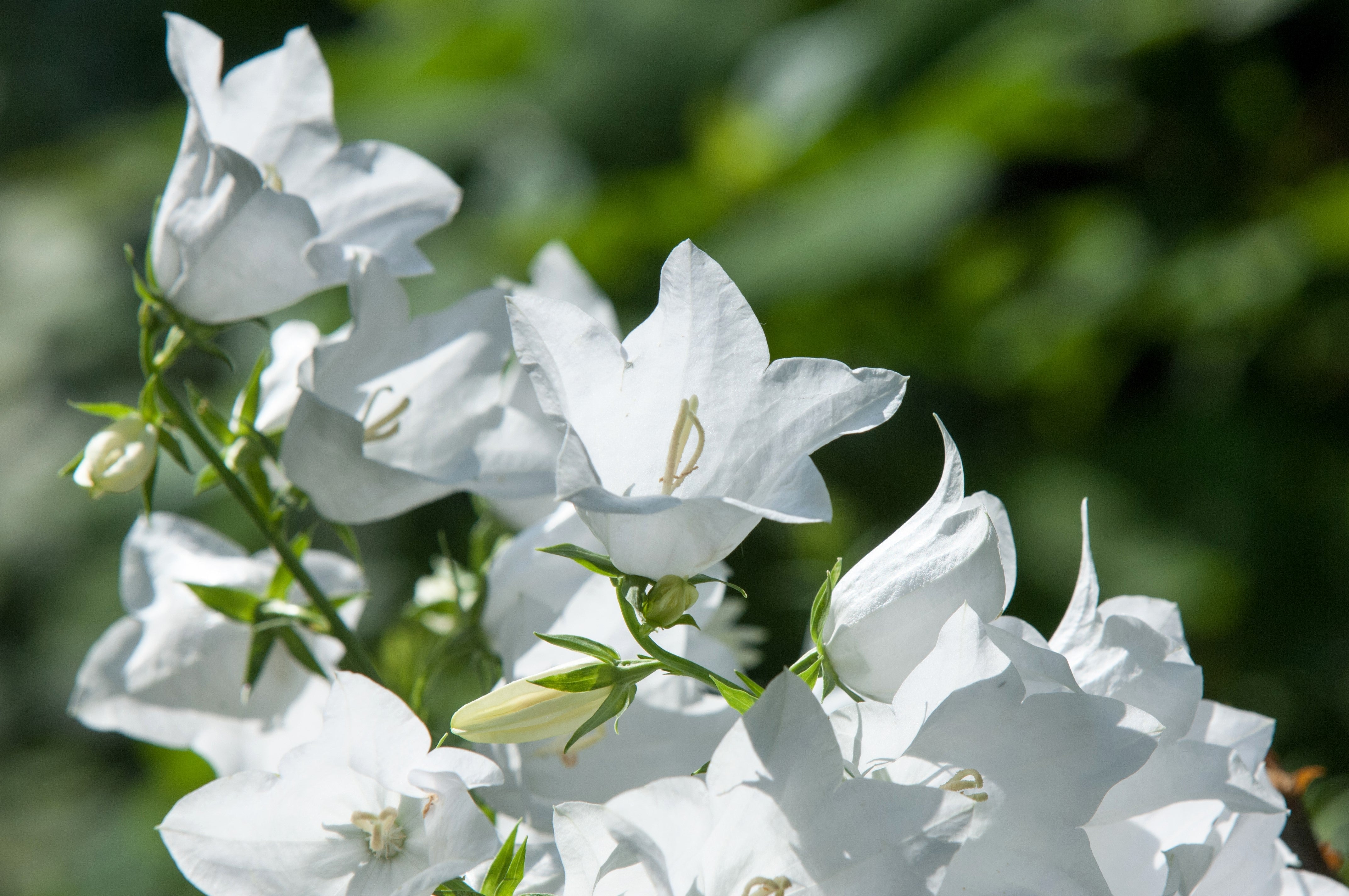 500 White PEACH LEAVED BELLFLOWER Campanula Persicifolia Flower Seeds