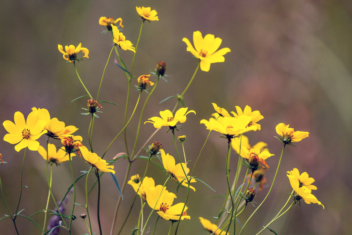 200 Yellow SWAMP MARIGOLD Bidens Aristosa Mutica Flower Seeds