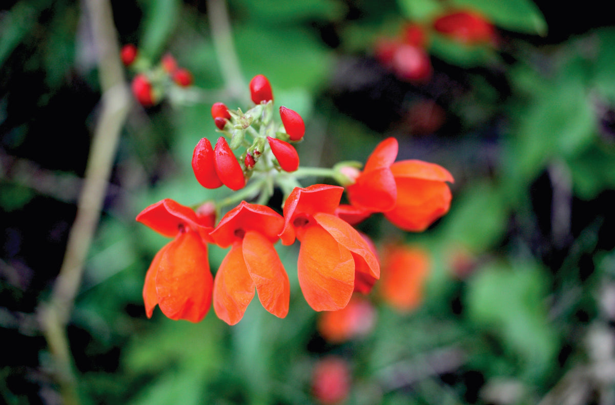 25 SCARLET RUNNER Pole BEAN Ornamental Red Flowers Phaseolus Vulgaris Vegetable Seeds