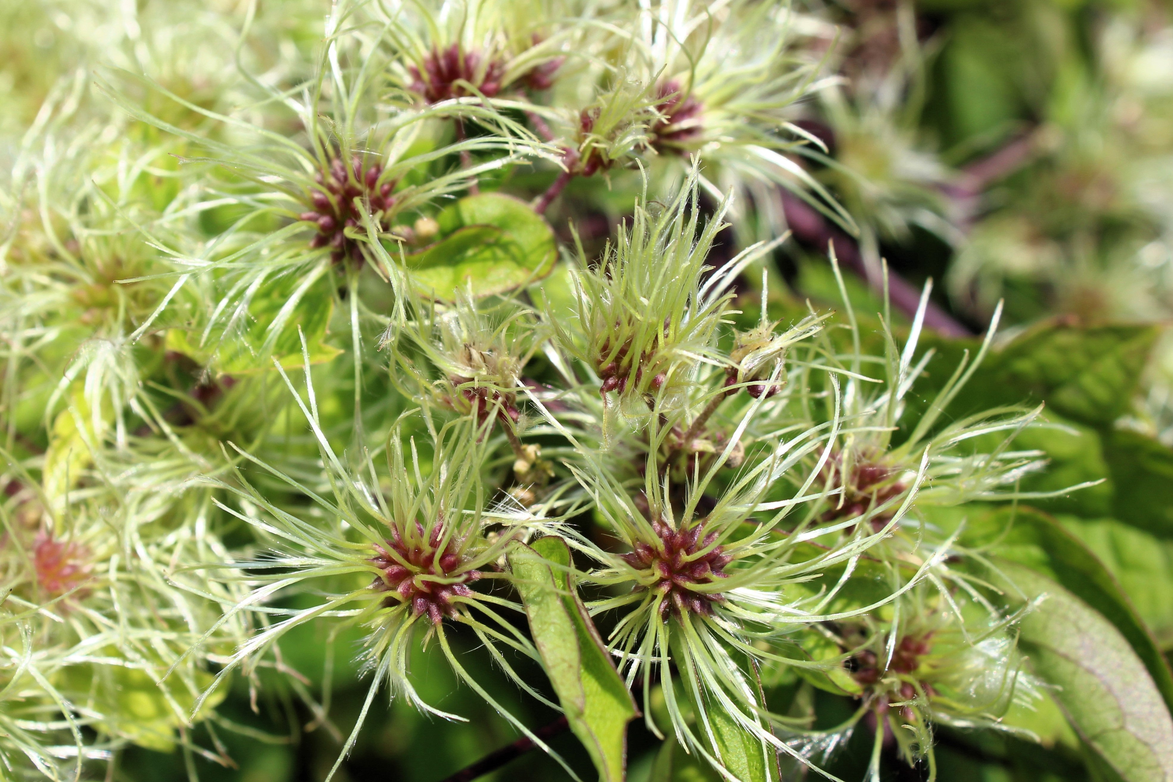20 WHITE CLEMATIS Virginiana / Virgins Bower Flower Vine Seeds