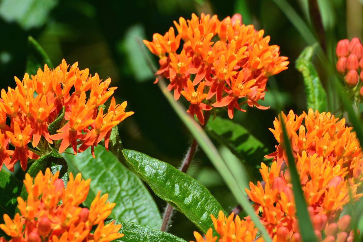 10 GAY BUTTERFLIES MILKWEED Red Yellow Orange Mix Asclepias Tuberosa Butterfly Weed Flower Seeds