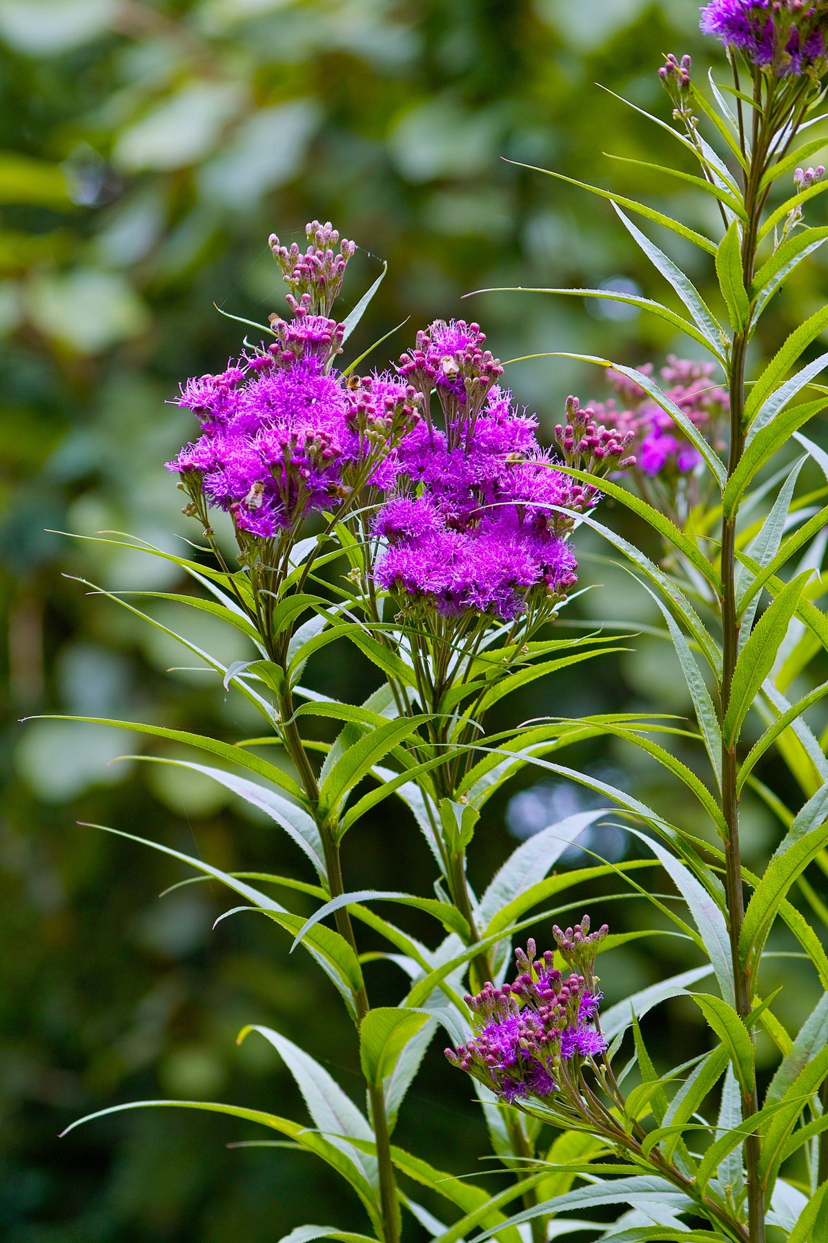 250 PURPLE IRONWEED Prairie Vernonia Fasciculata Flower Seeds