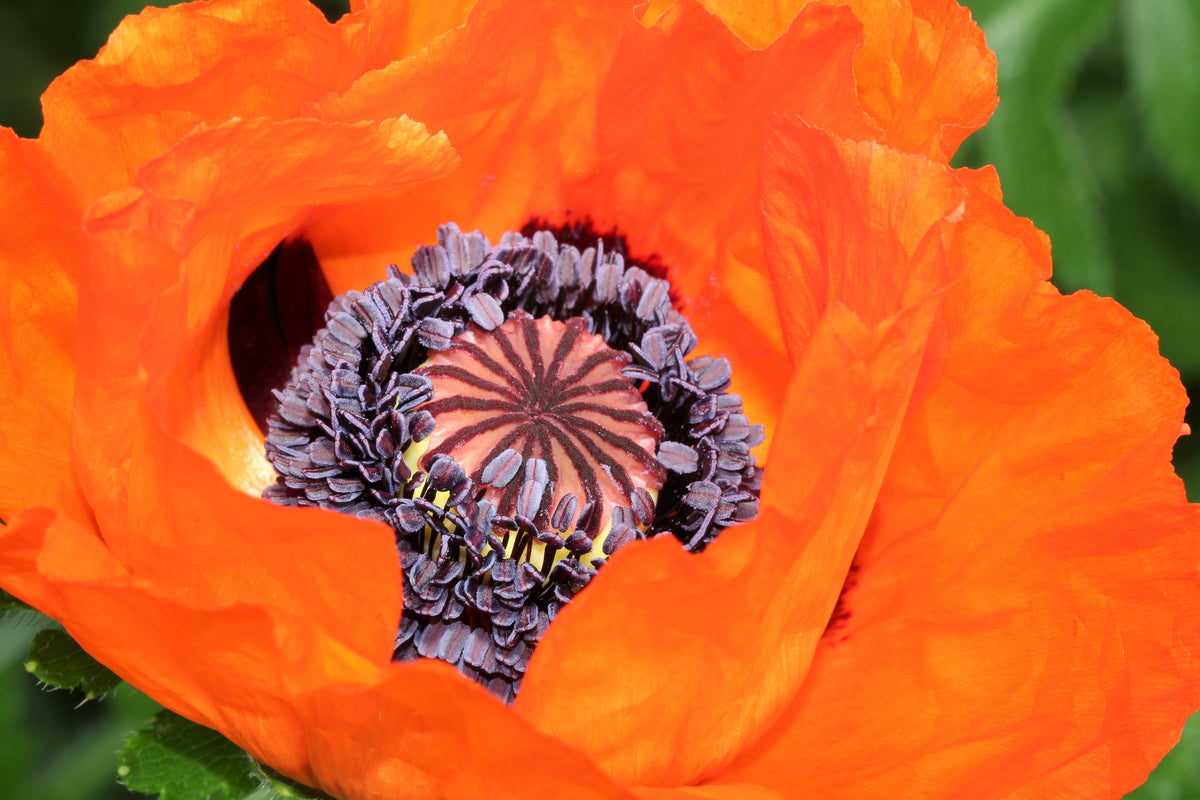 100 PRINCE of ORANGE POPPY Oriental Poppy Papaver Orientale Perennial Flower Seeds