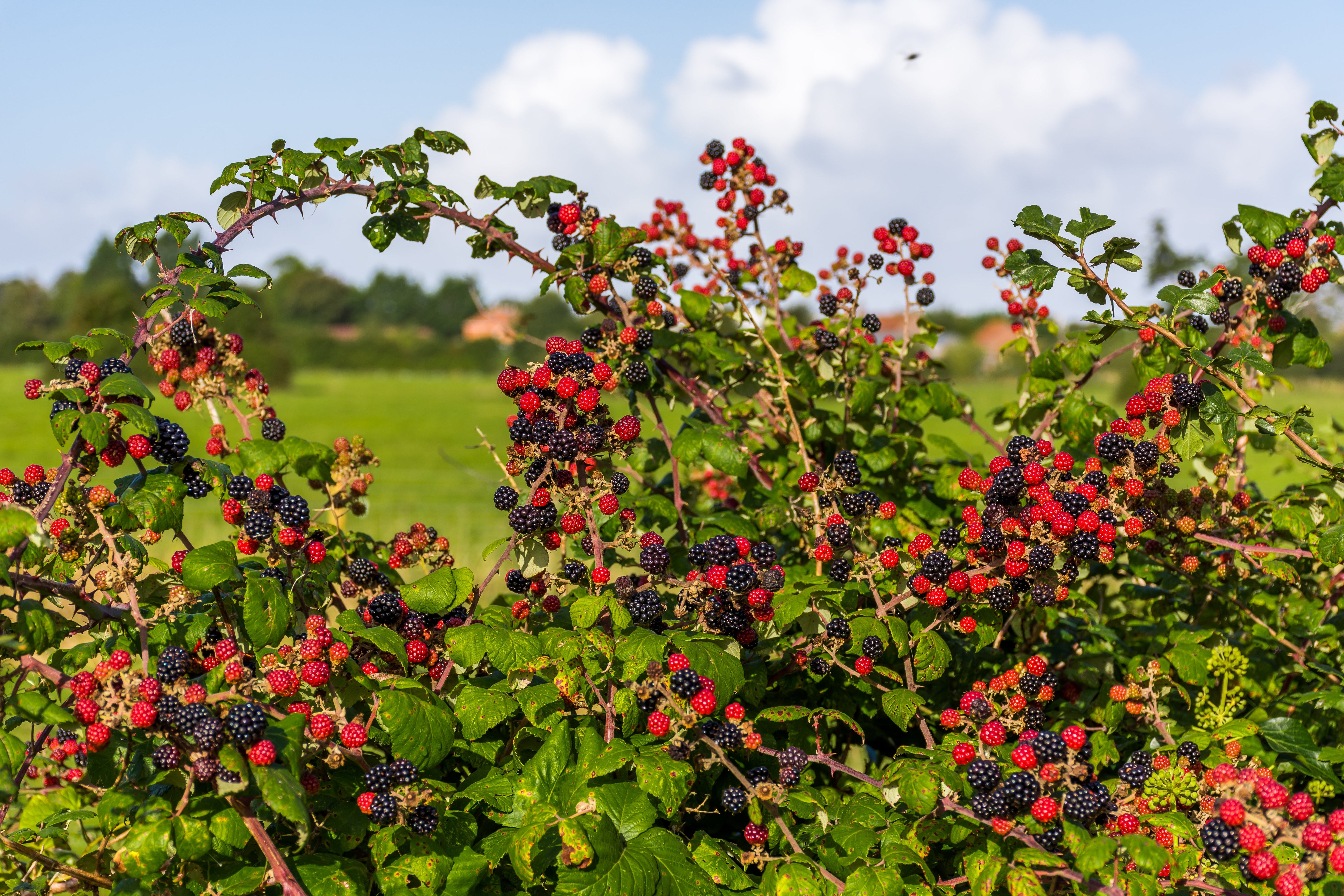 100 BLACKBERRY Fruit Bush Rubus Allegheniensis Seeds