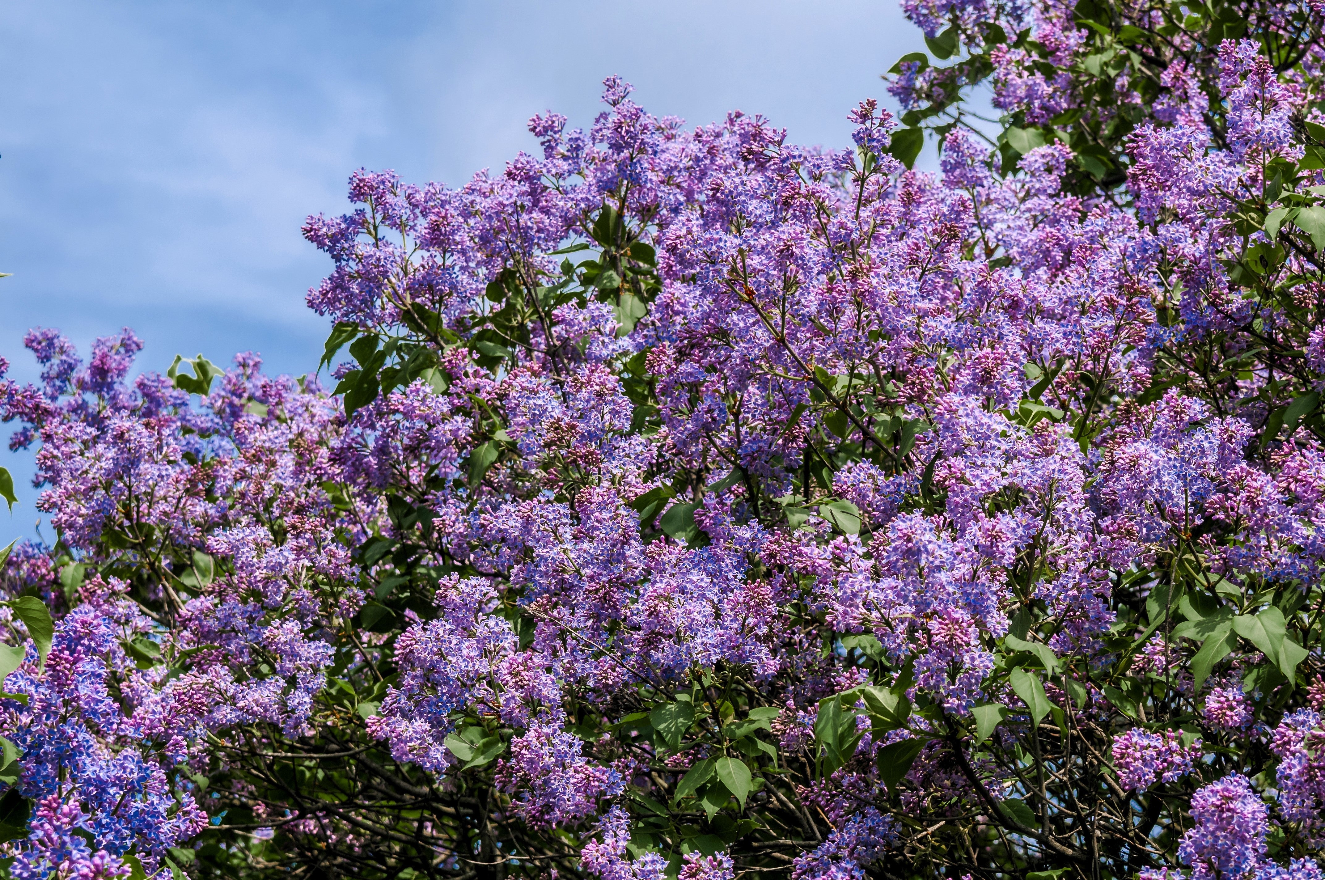 25 FRENCH / Old FASHIONED LILAC Syringa Vulgaris Flower Shrub Bush Seeds